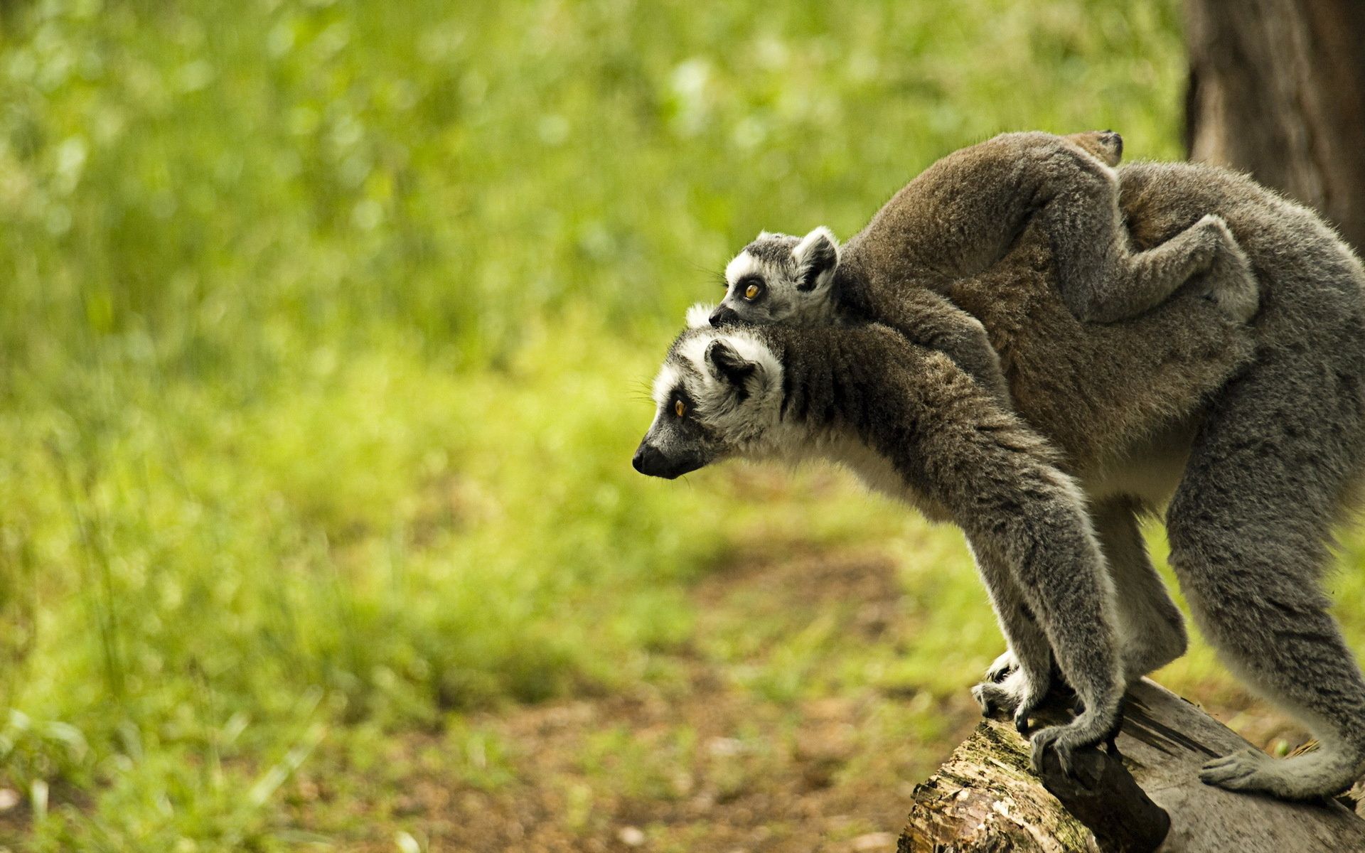 75924 Hintergrundbild herunterladen lemur, tiere, junge, die familie, familie, joey - Bildschirmschoner und Bilder kostenlos