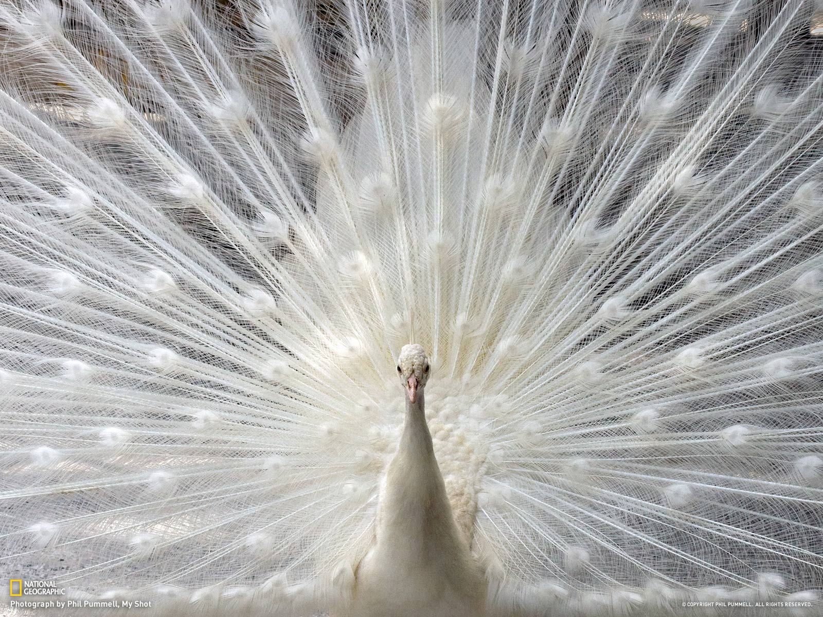 Handy-Wallpaper Tiere, Pfau kostenlos herunterladen.