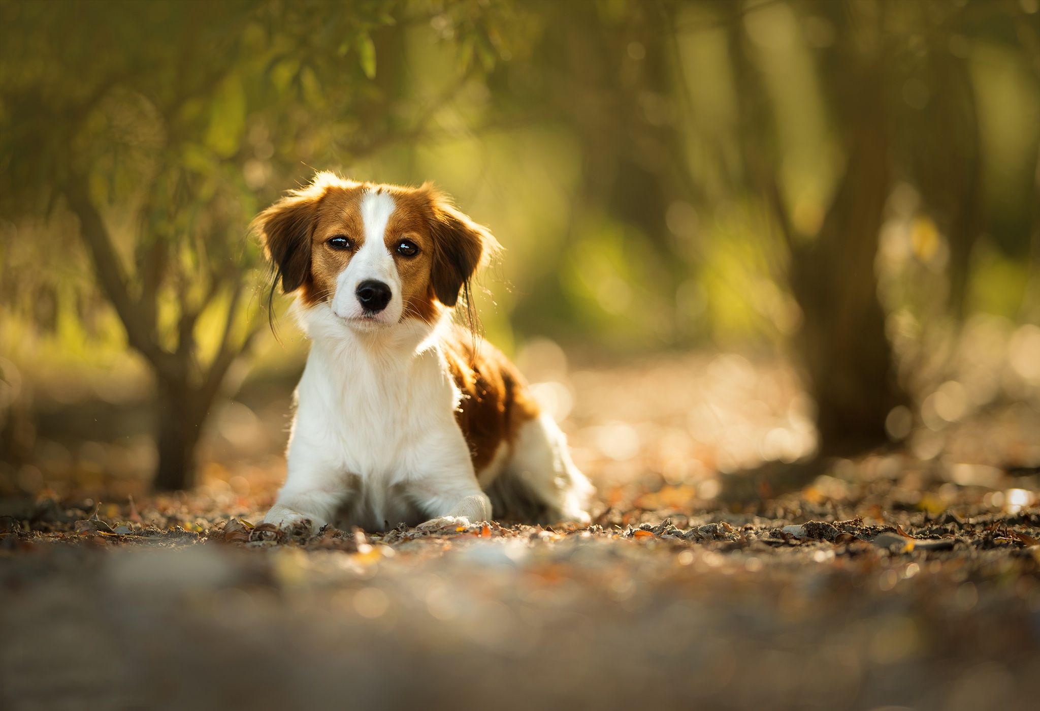 Free download wallpaper Dogs, Dog, Animal, Bokeh on your PC desktop