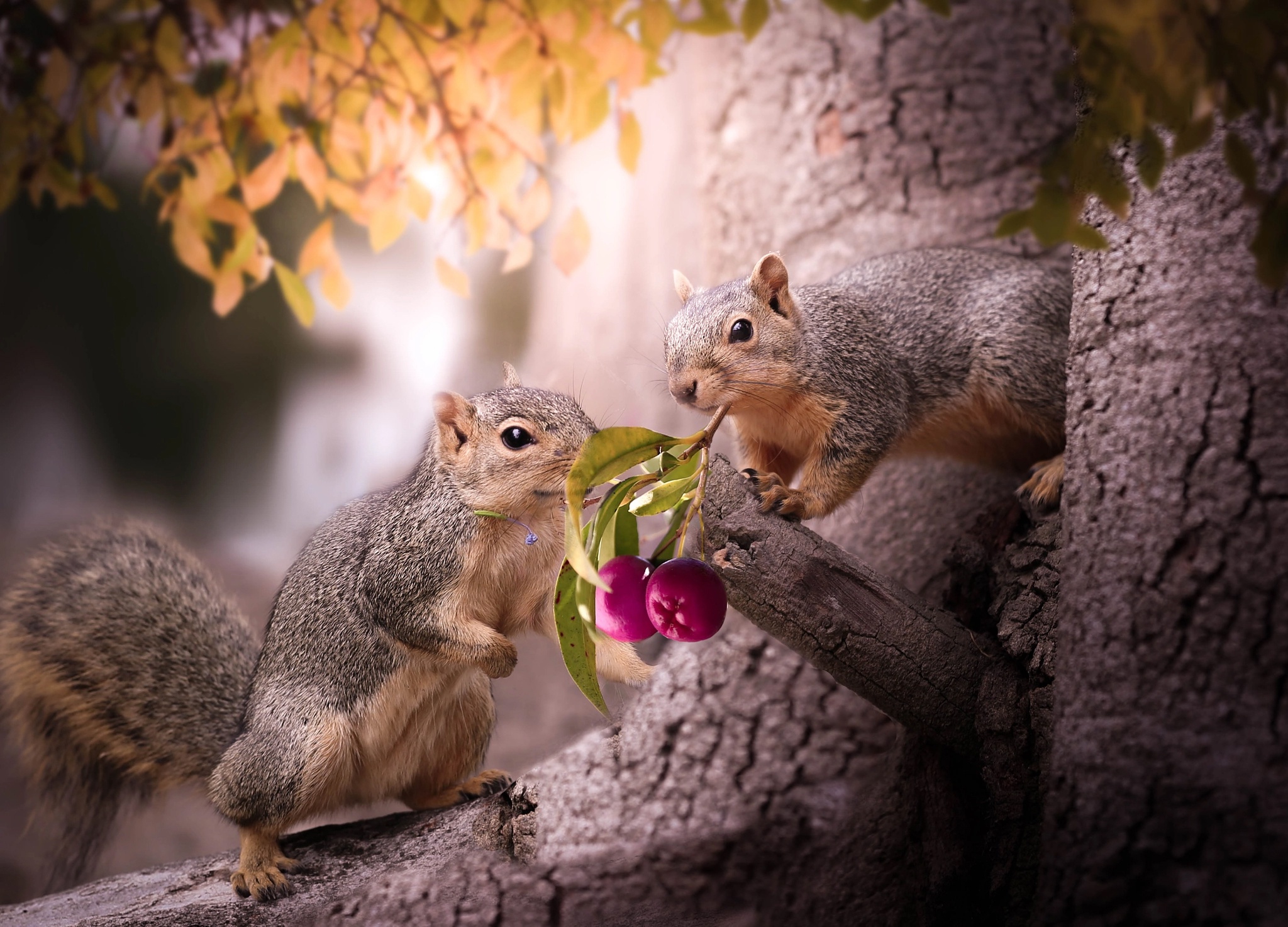 Download mobile wallpaper Squirrel, Animal, Rodent for free.