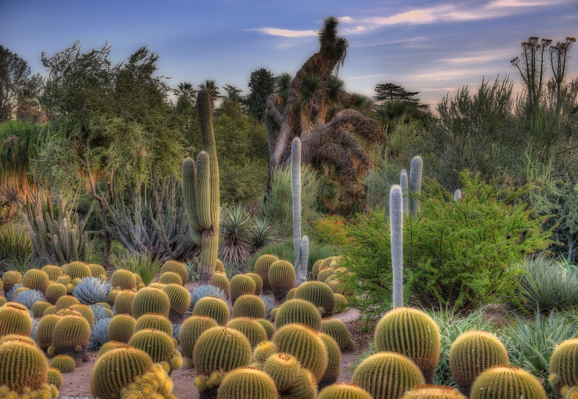Laden Sie das Kaktus, Steppe, Erde/natur-Bild kostenlos auf Ihren PC-Desktop herunter