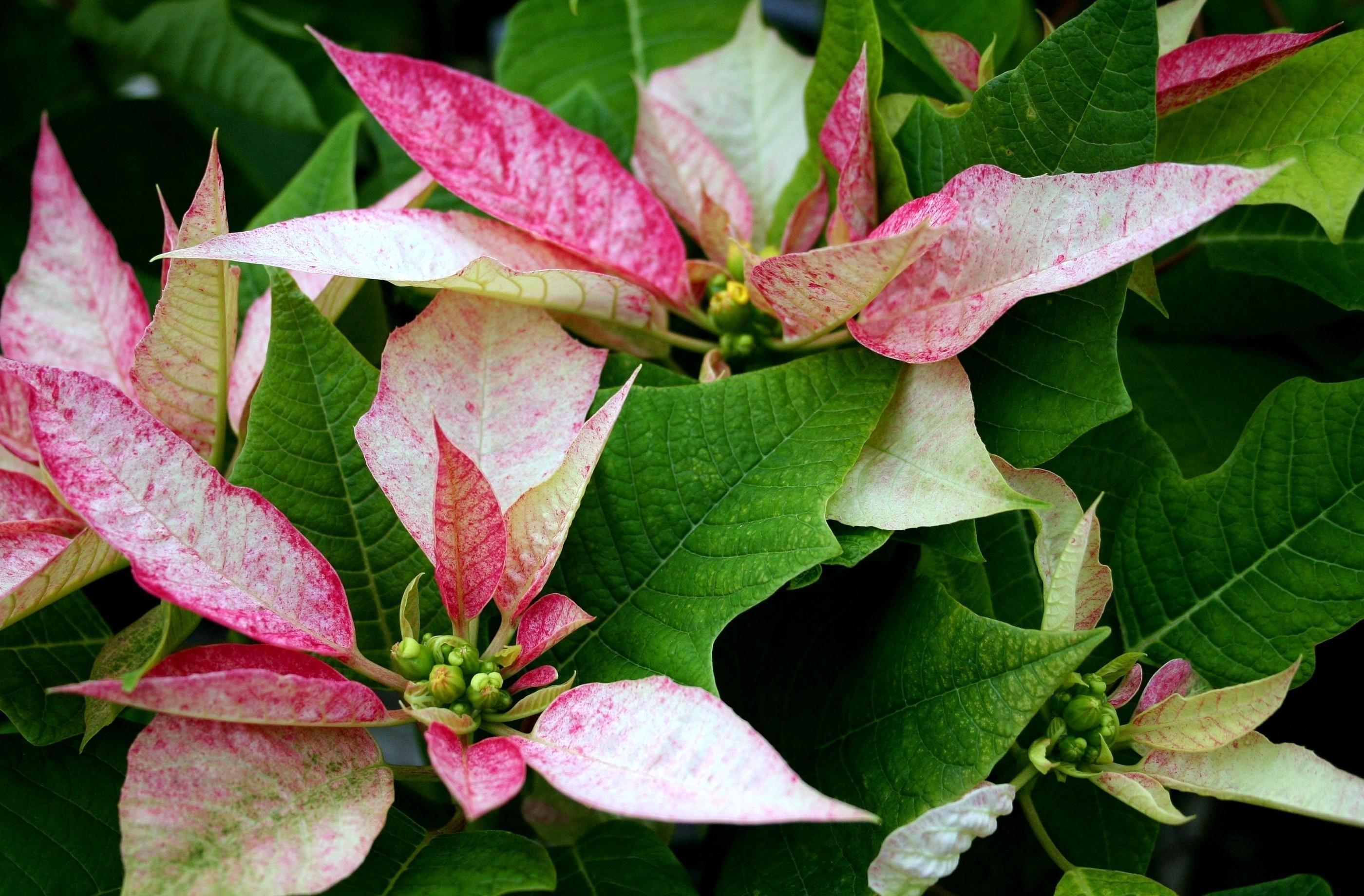 Laden Sie das Blätter, Weihnachtsstern, Blume, Rosa, Blumen-Bild kostenlos auf Ihren PC-Desktop herunter