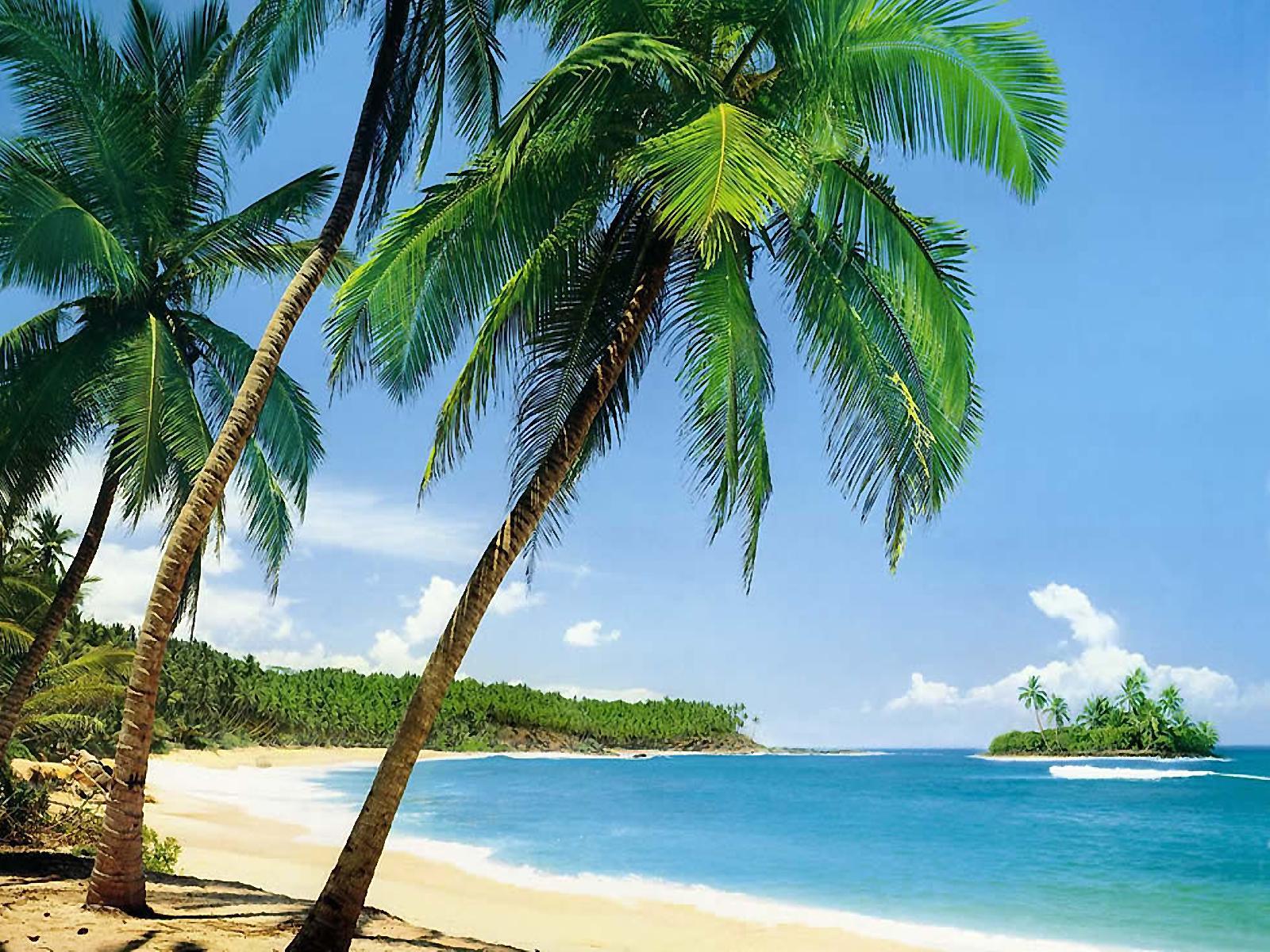 10866 скачать картинку пальмы, пейзаж, море, пляж, лето - обои и заставки бесплатно