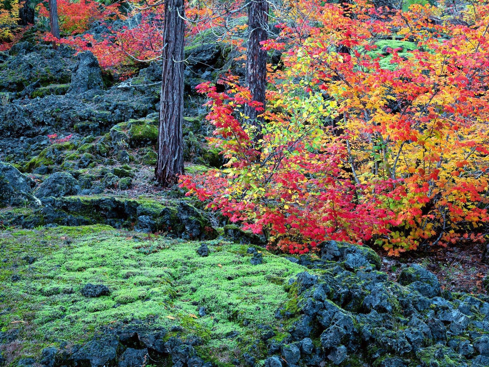 Free download wallpaper Trees, Stones, Moss, Leaves, Nature, Autumn on your PC desktop