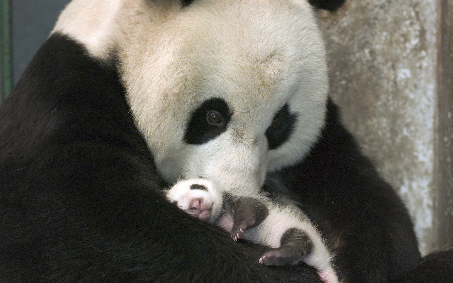 Download mobile wallpaper Love, Animal, Panda, Cute, Baby Animal for free.