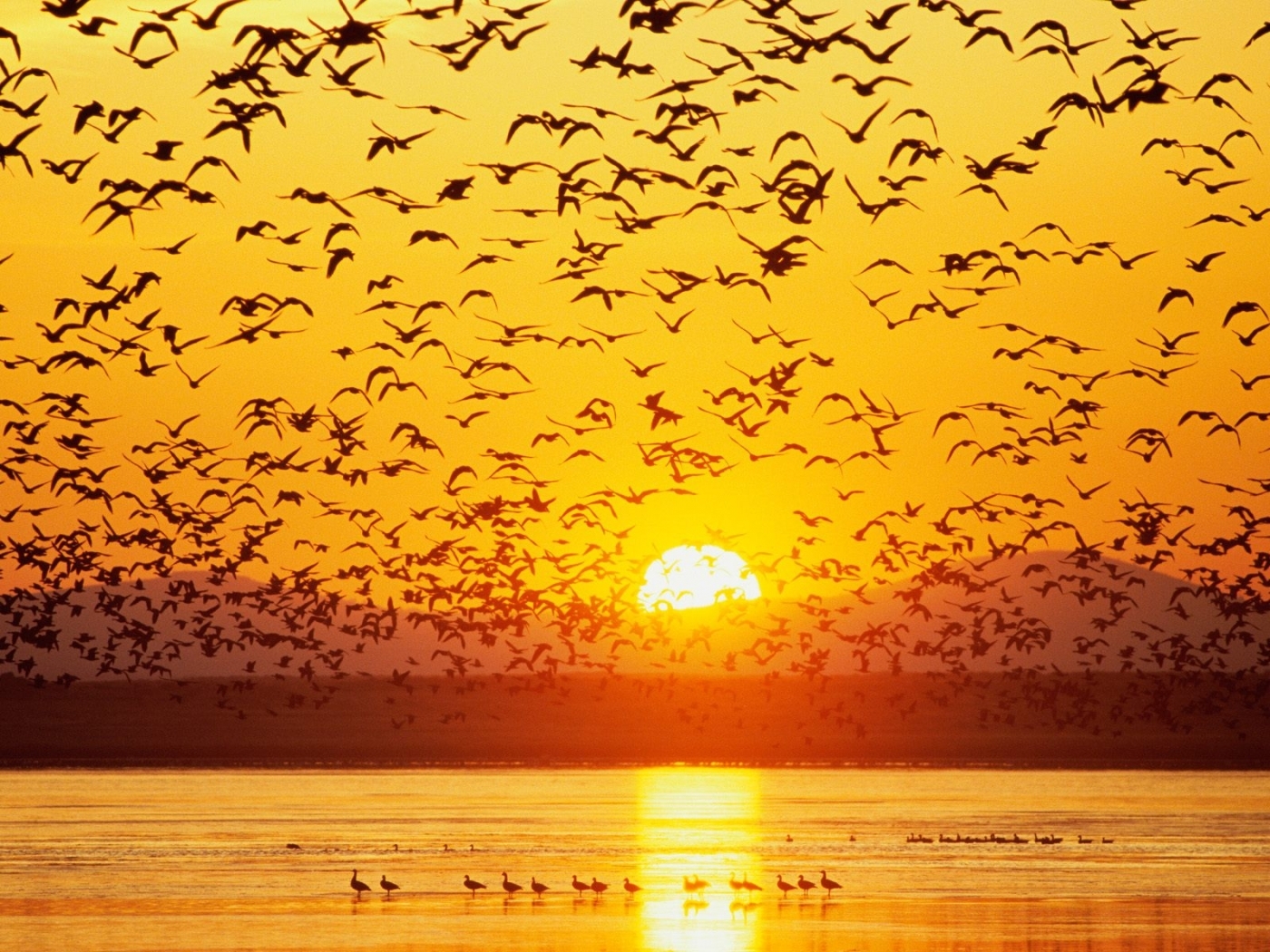 birds, landscape, rivers, sunset, yellow HD wallpaper