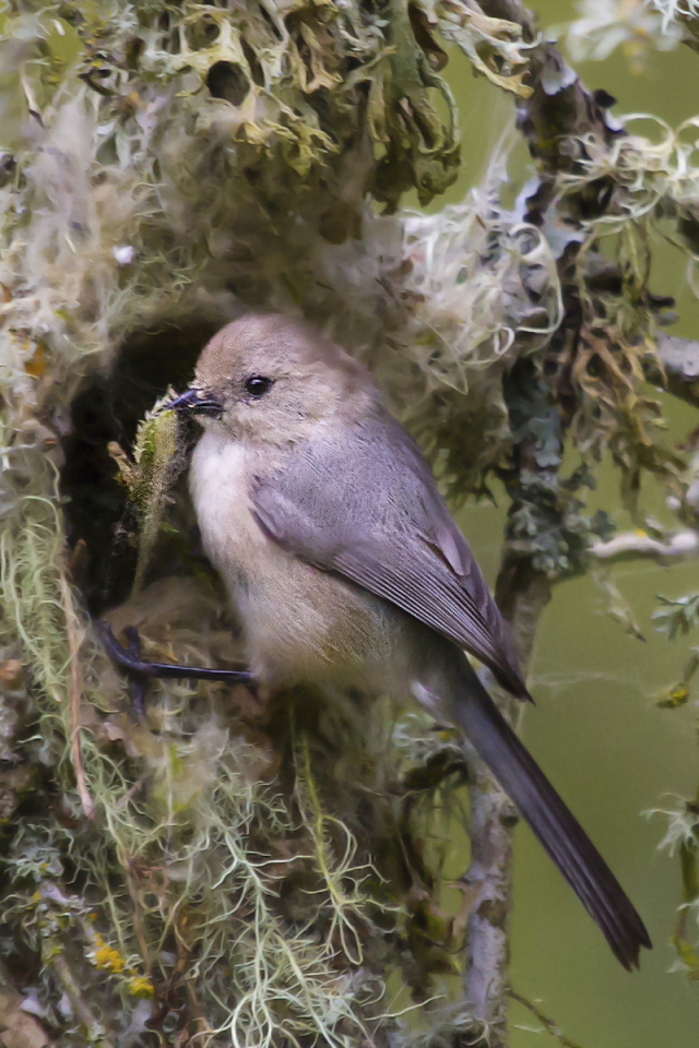 Téléchargez des papiers peints mobile Animaux, Oiseau, Des Oiseaux gratuitement.