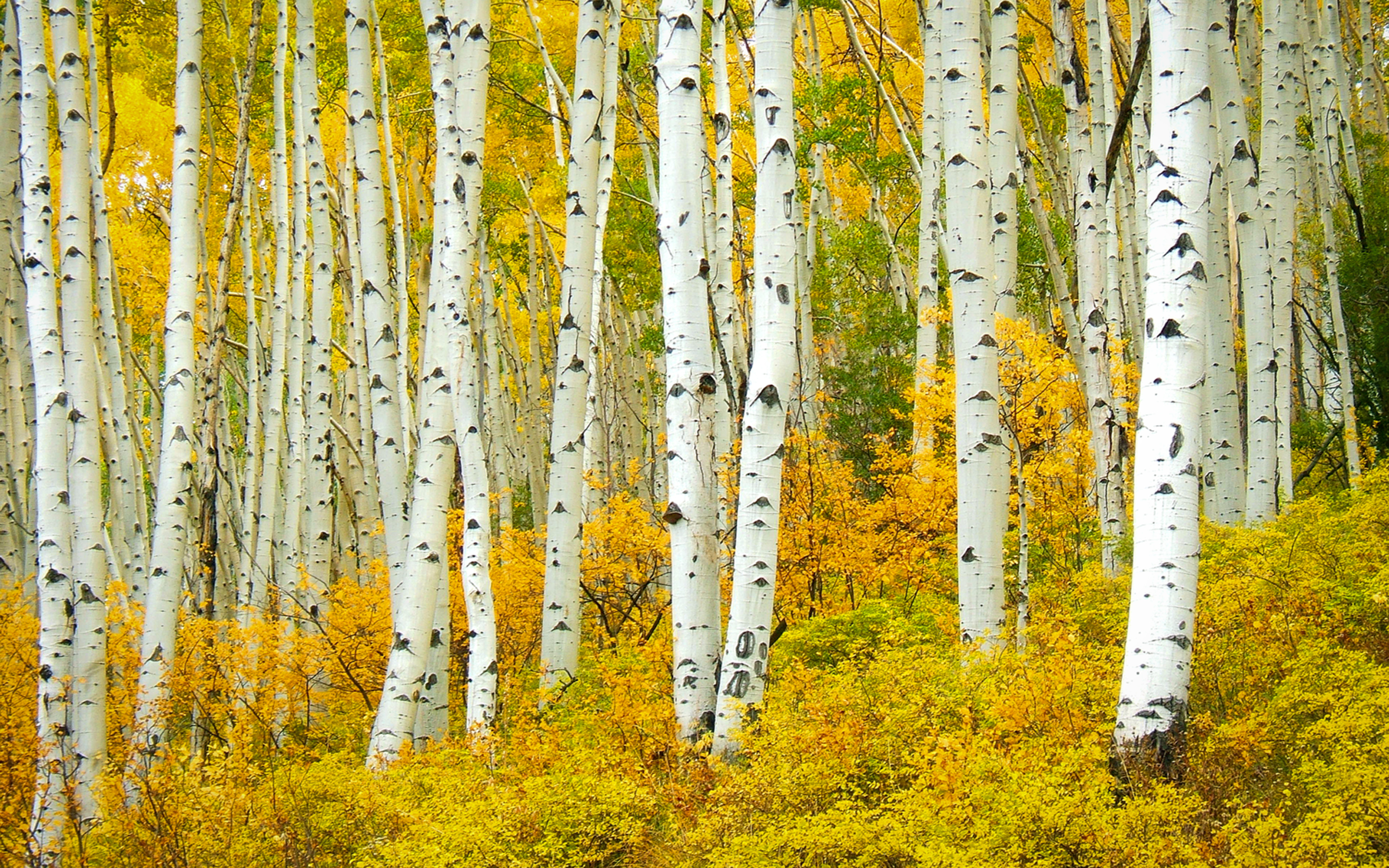 Скачать обои бесплатно Осень, Лес, Дерево, Береза, Земля/природа картинка на рабочий стол ПК