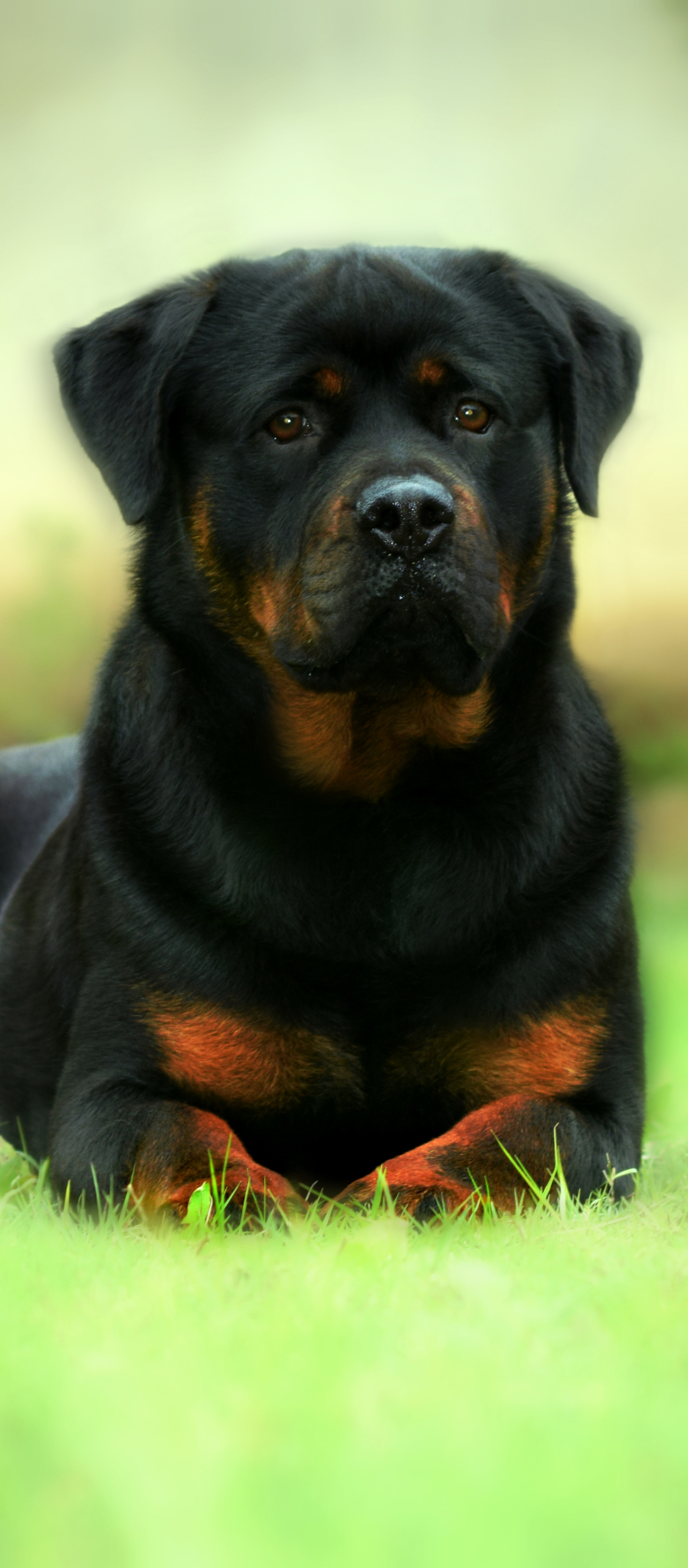 Download mobile wallpaper Dogs, Animal, Rottweiler for free.