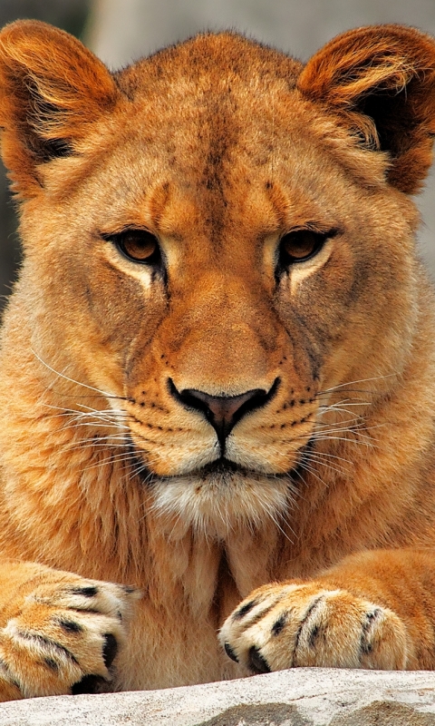 Téléchargez des papiers peints mobile Animaux, Chats, Lion gratuitement.