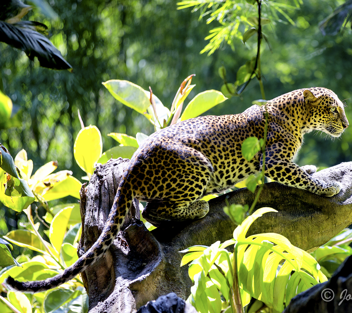 Handy-Wallpaper Tiere, Katzen, Leopard, Dschungel, Urwald kostenlos herunterladen.