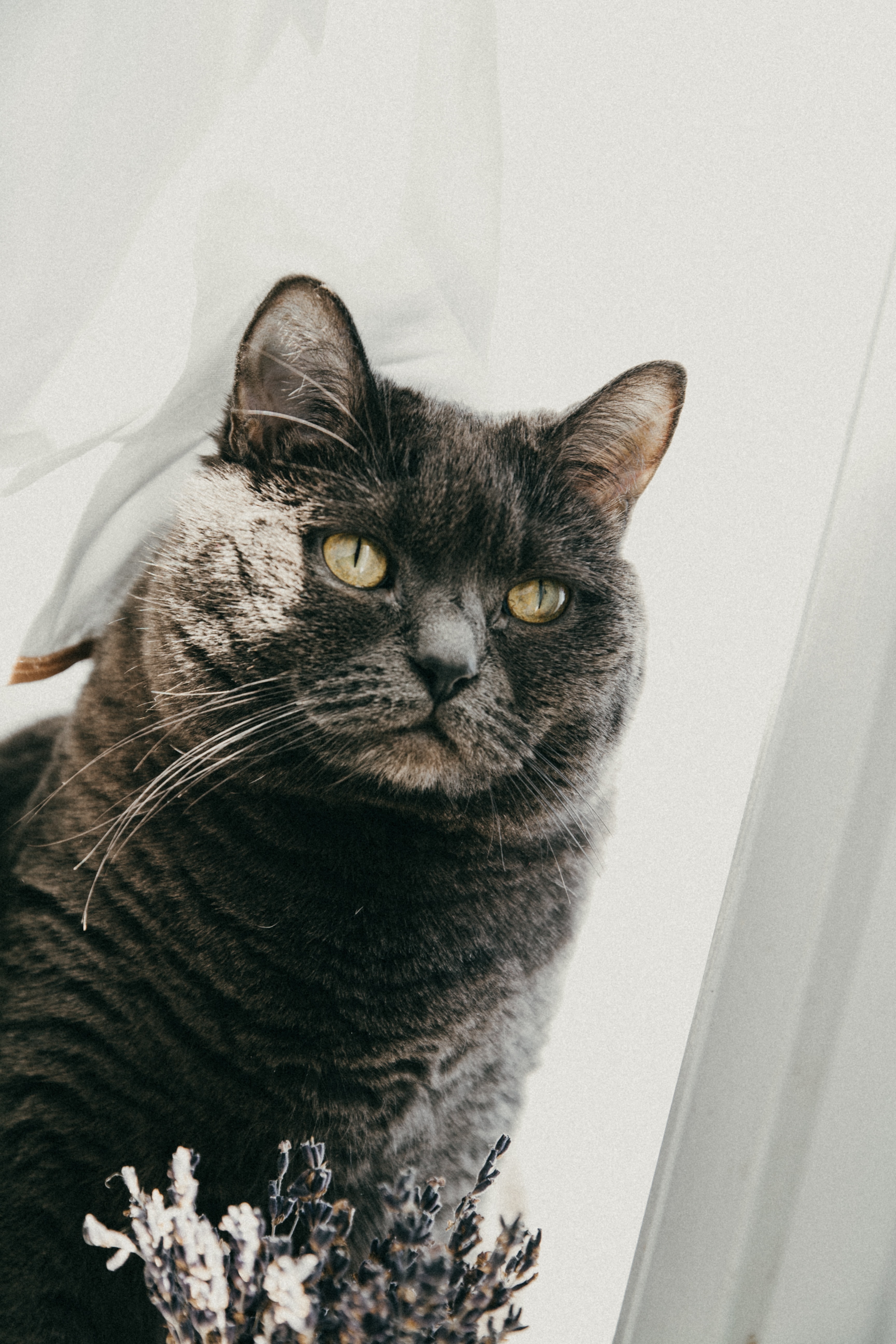 Die besten Britische Katze-Hintergründe für den Telefonbildschirm