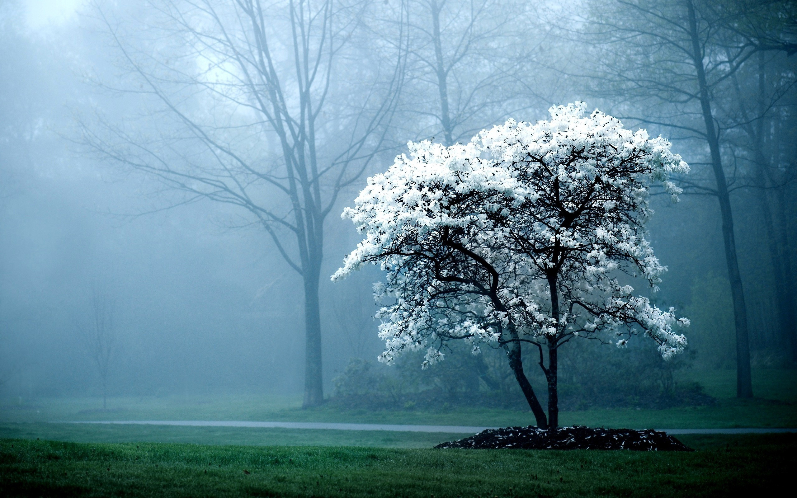 Descarga gratis la imagen Árbol, Tierra/naturaleza en el escritorio de tu PC