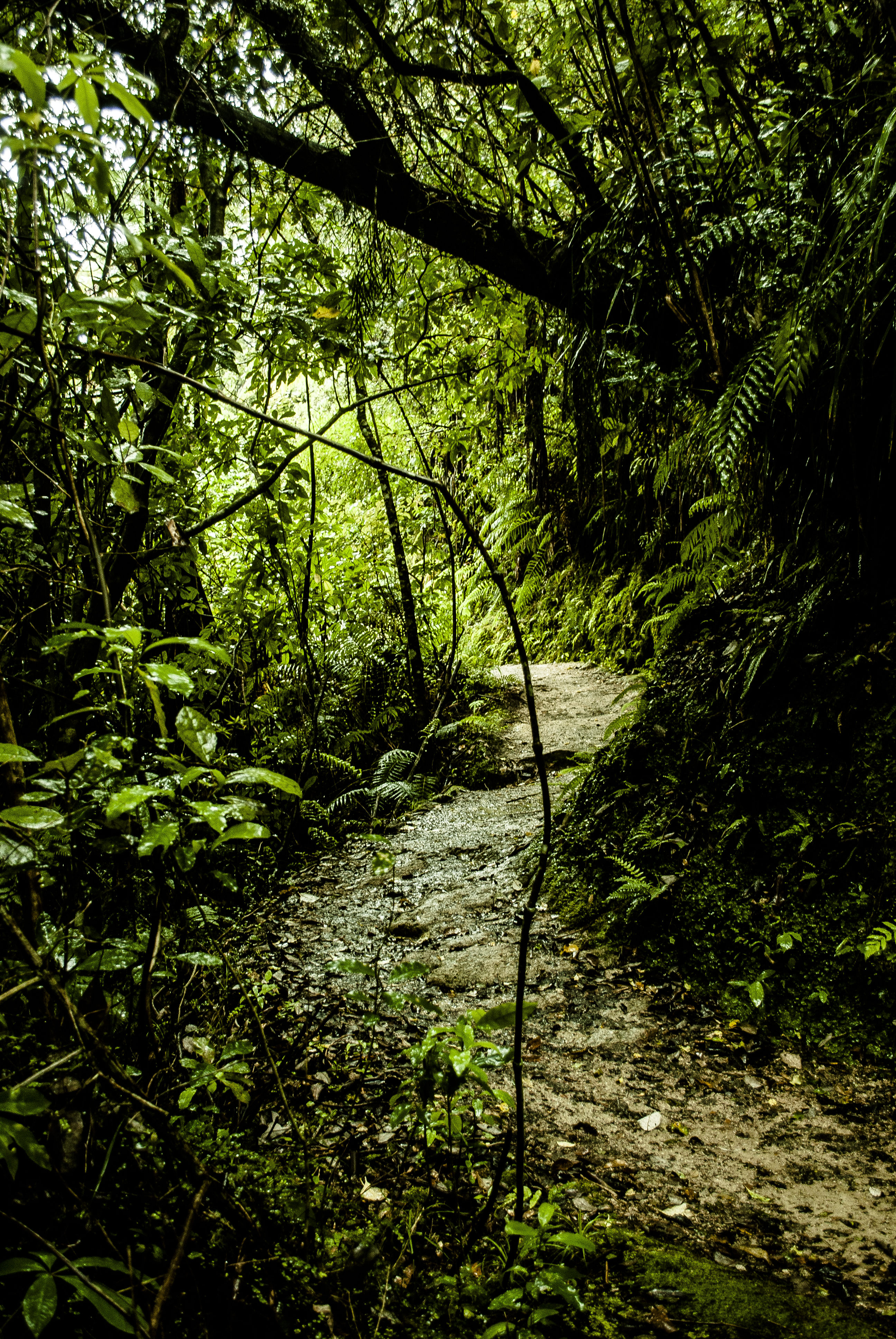 101195 скачать обои джунгли, трава, природа, тропинка - заставки и картинки бесплатно