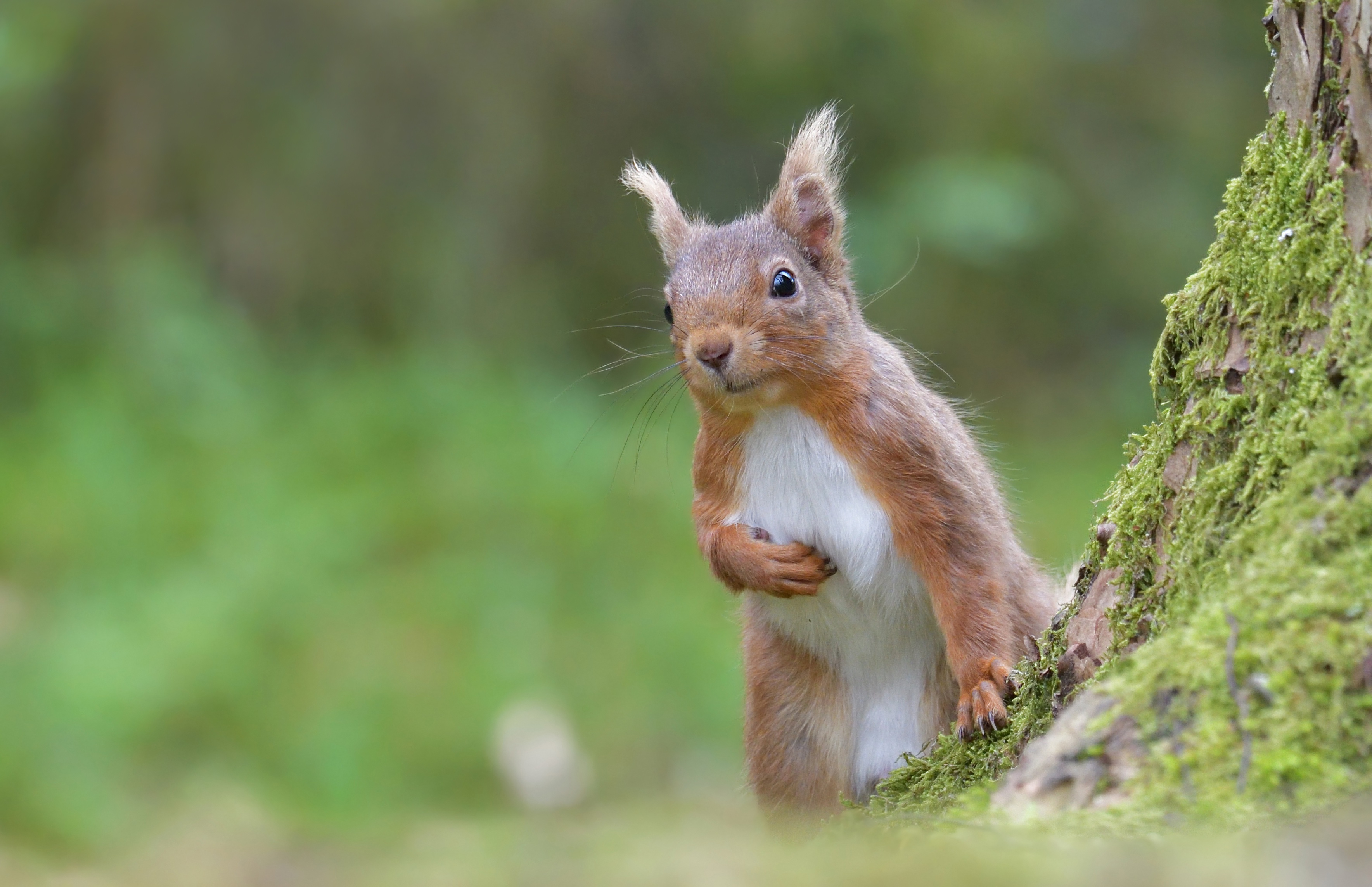 Download mobile wallpaper Nature, Squirrel, Animal, Rodent for free.
