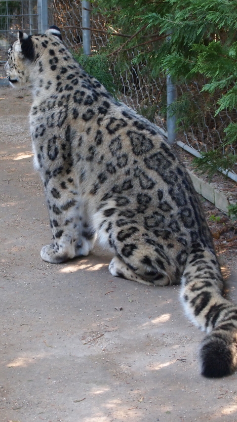 Baixar papel de parede para celular de Animais, Gatos, Leopardo Das Neves gratuito.