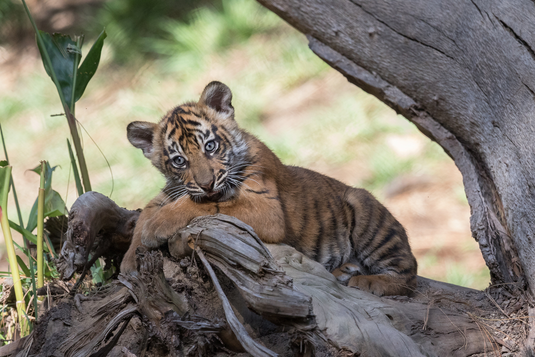 Descarga gratuita de fondo de pantalla para móvil de Animales, Gatos, Tigre, Cachorro, Bebe Animal, Profundidad De Campo.