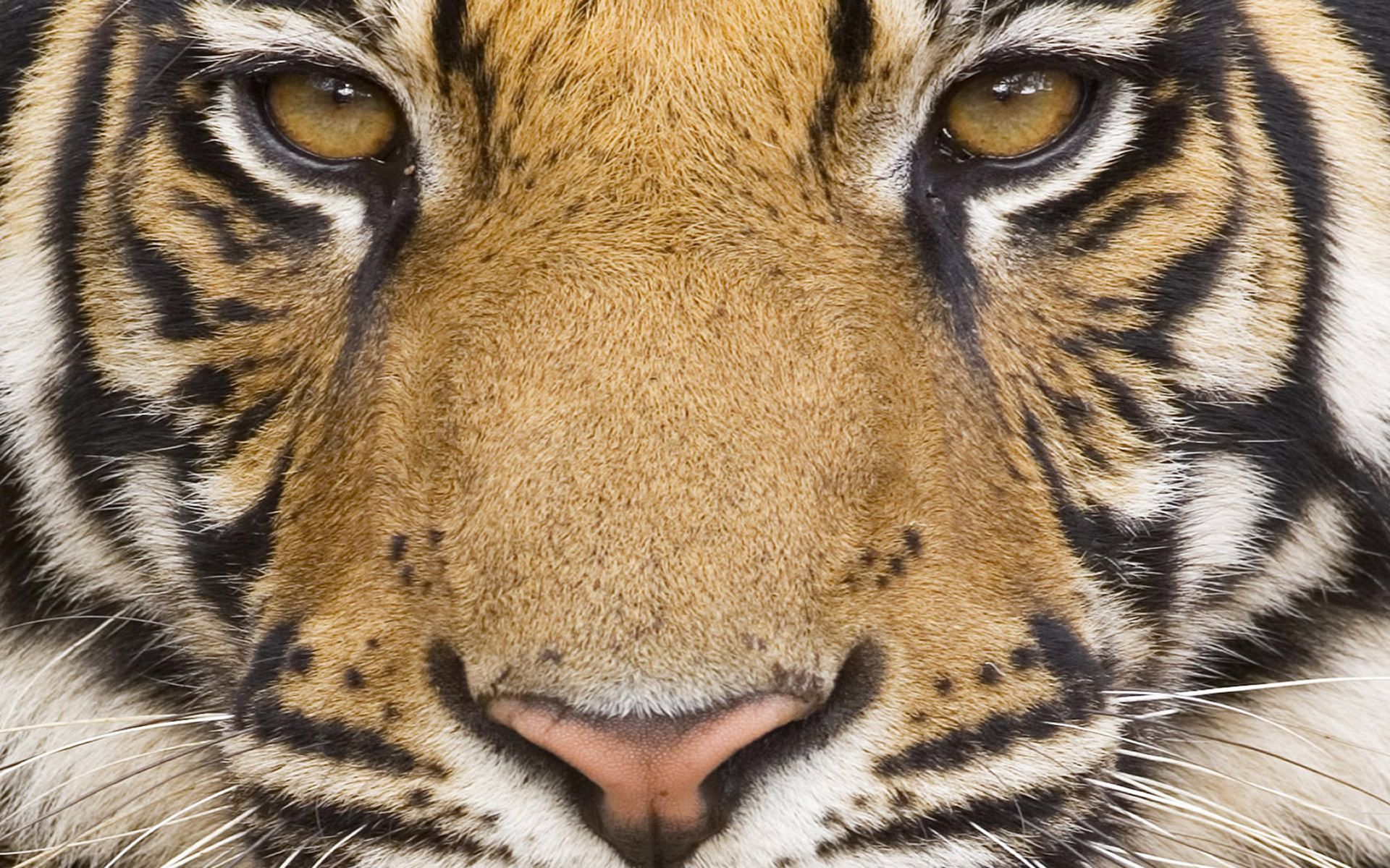 Free download wallpaper Tiger, Animal on your PC desktop