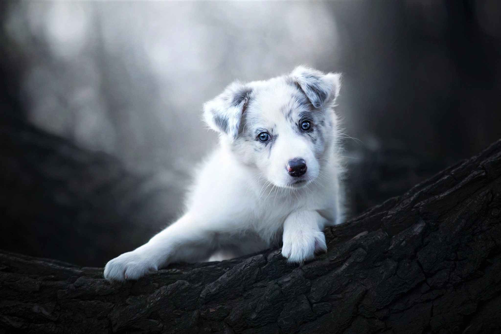 416571壁紙のダウンロード動物, オーストラリアン シェパード, 赤ちゃん動物, 可愛い, 子犬, 犬-スクリーンセーバーと写真を無料で