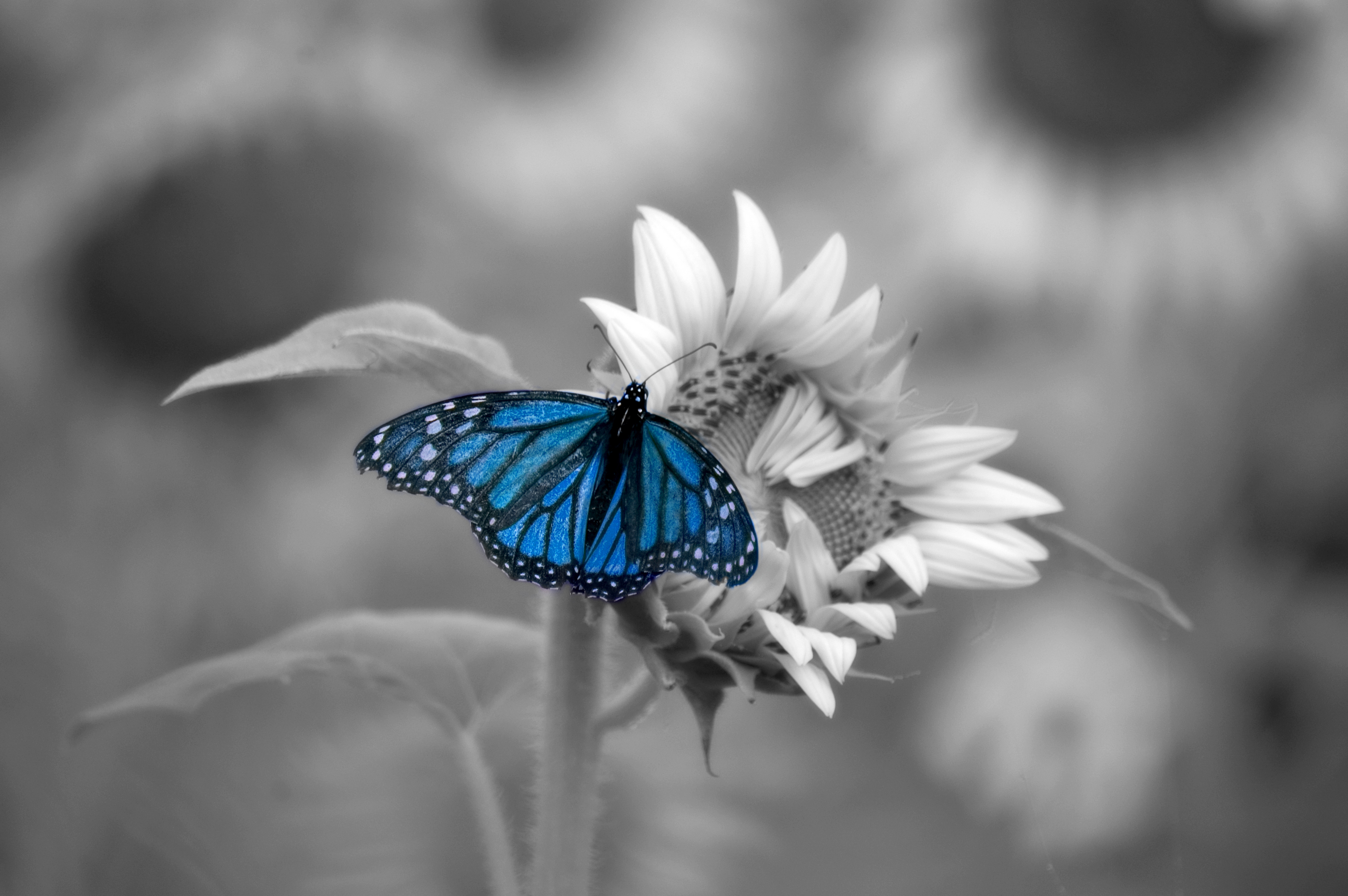 animal, butterfly, flower, macro, selective color