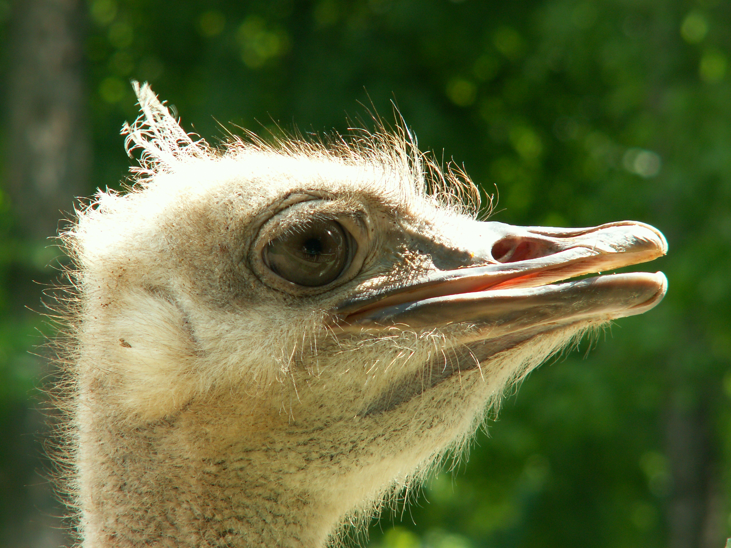 306078 descargar imagen animales, avestruz, aves: fondos de pantalla y protectores de pantalla gratis