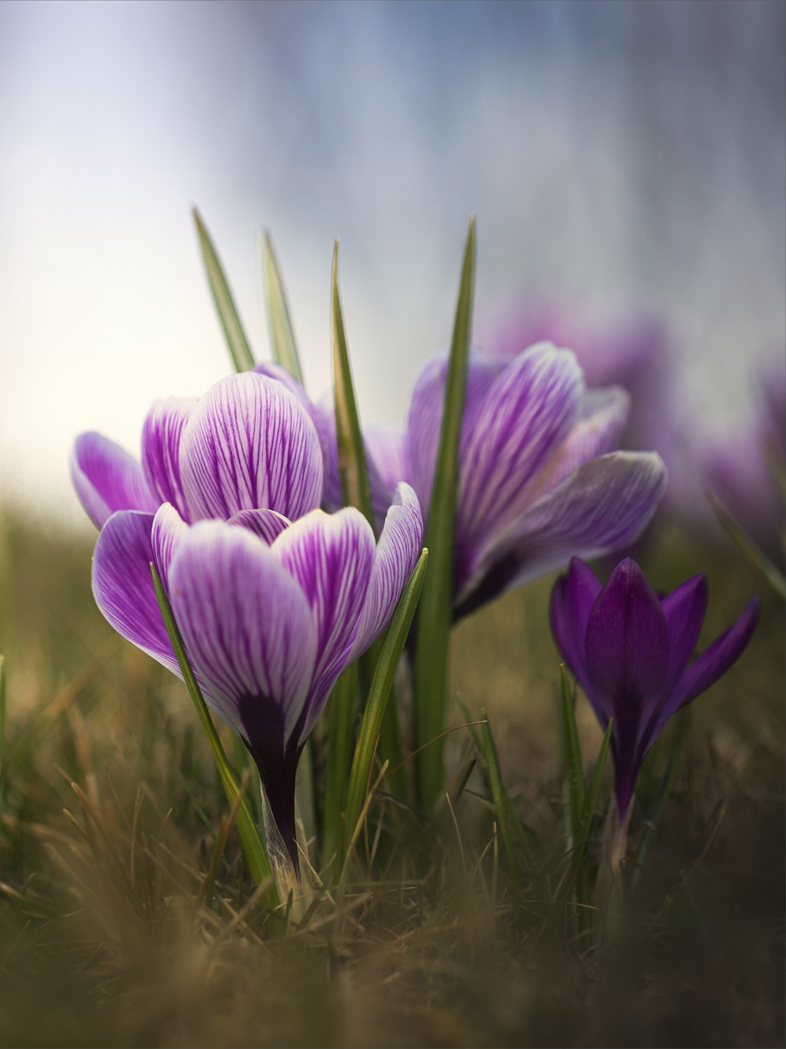 PCデスクトップにフラワーズ, 大きい, 地球, 春, クロッカス, 紫色の花画像を無料でダウンロード