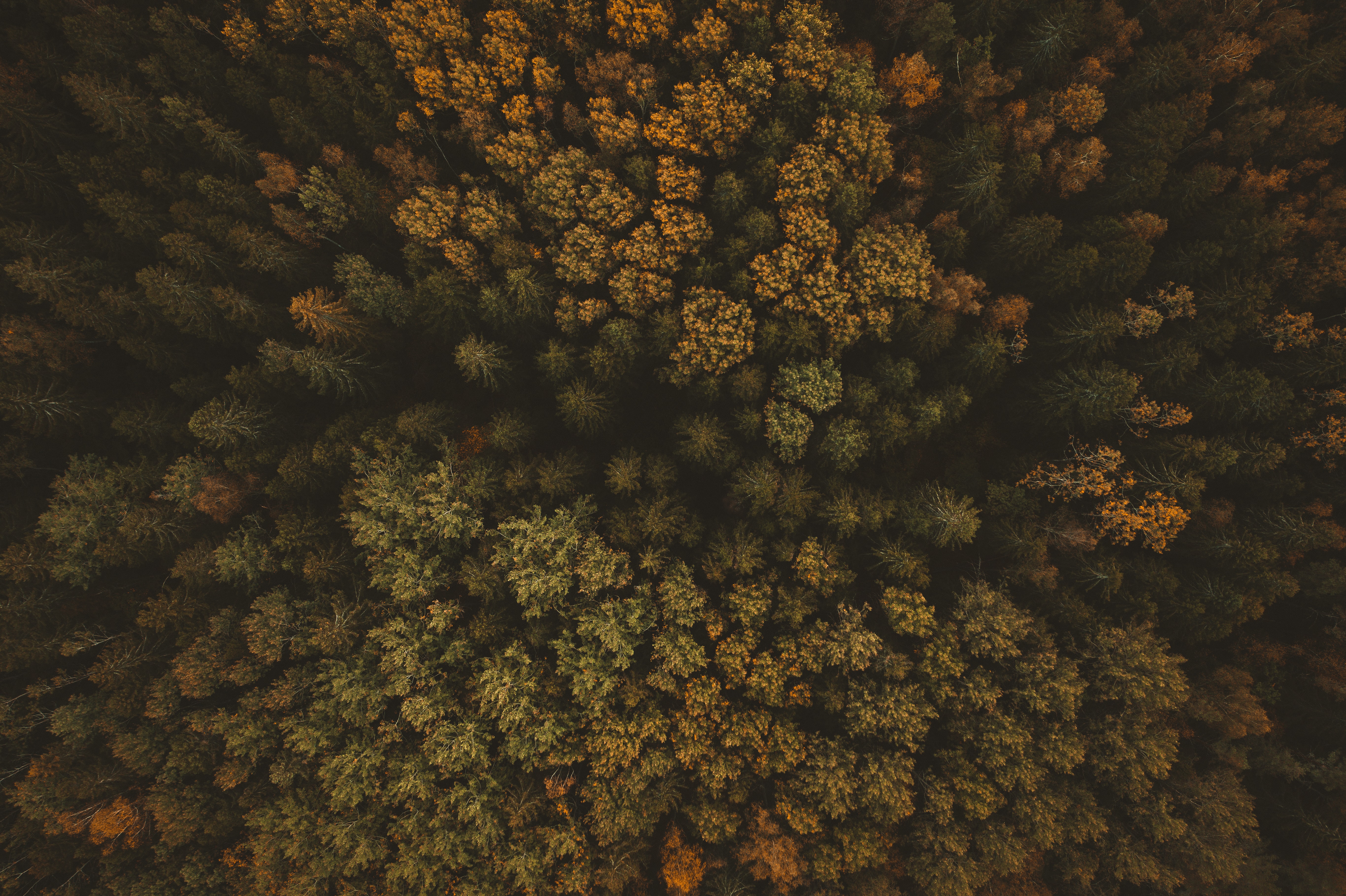 Скачать обои бесплатно Вид Сверху, Лес, Природа, Деревья, Осень картинка на рабочий стол ПК