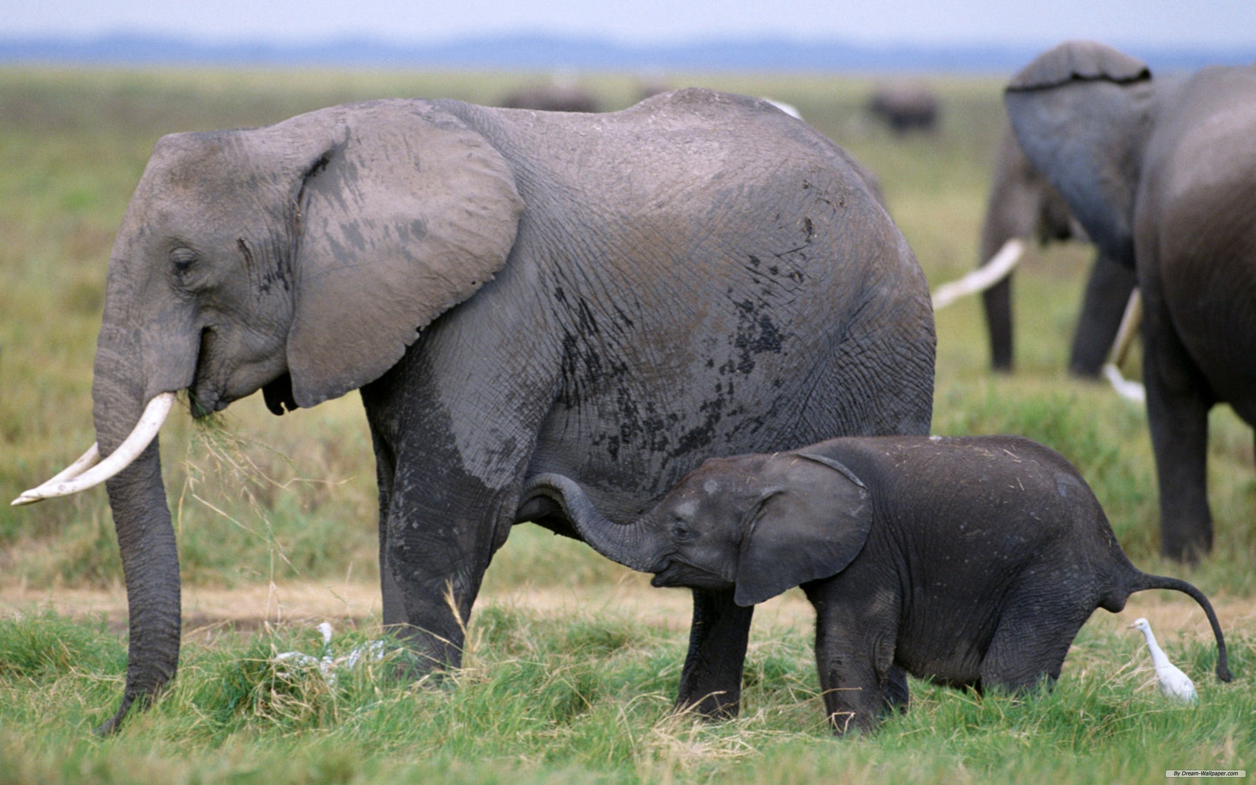 Handy-Wallpaper Afrikanischer Elefant, Elefanten, Tiere kostenlos herunterladen.