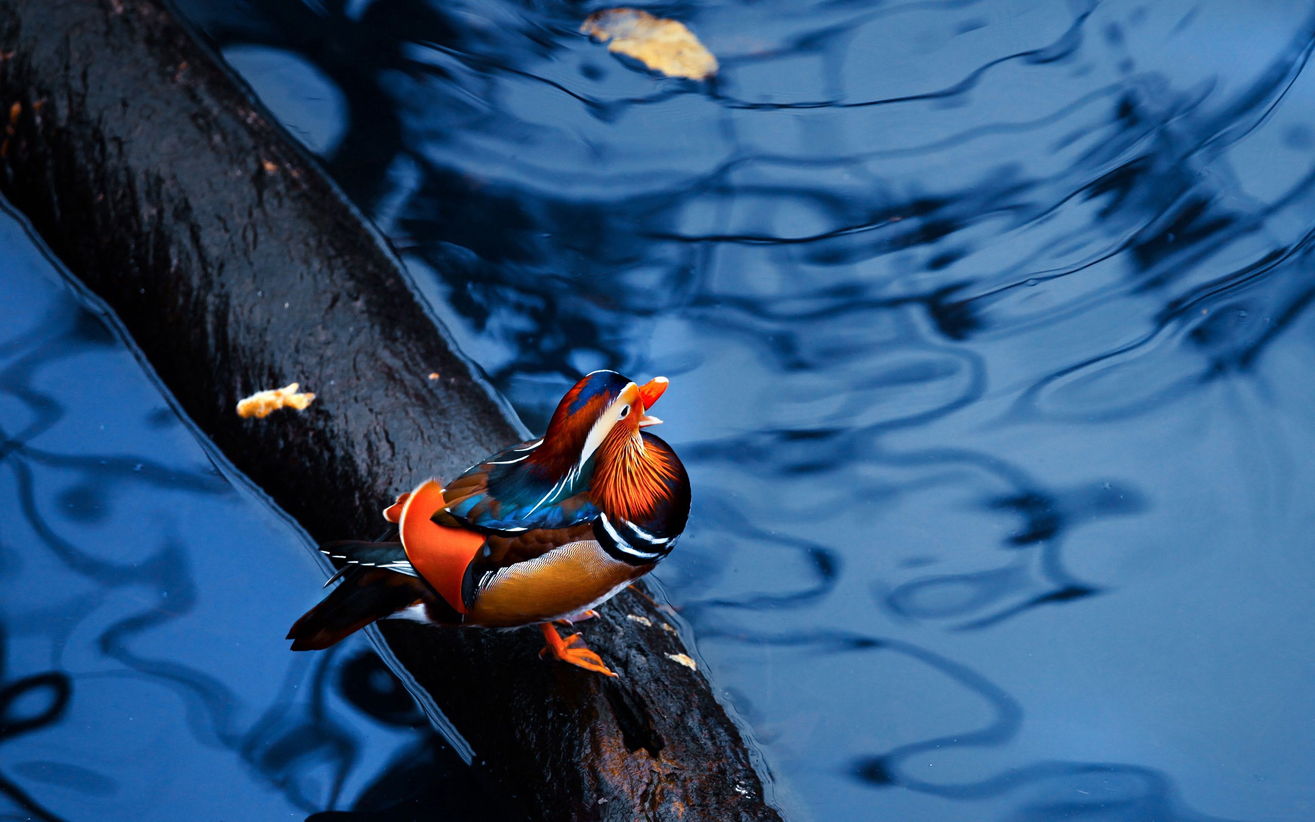 mandarin duck, animals, water, bird, sit, log