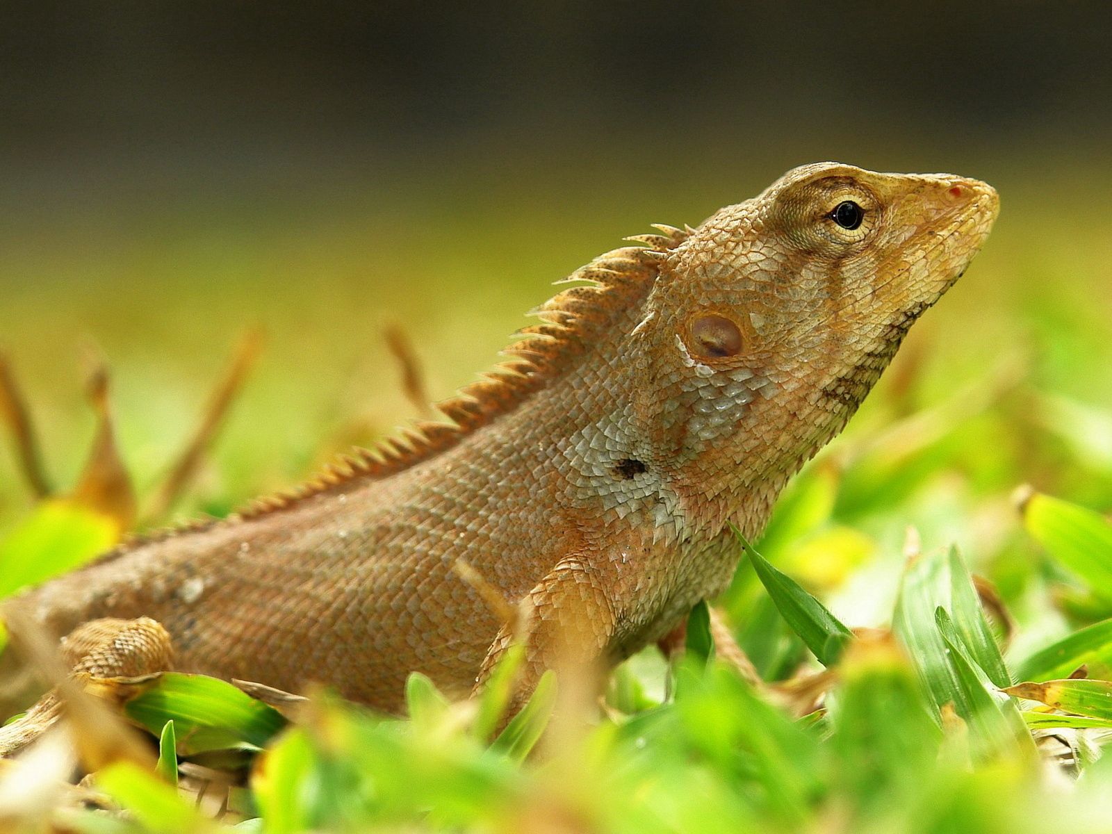 Free download wallpaper Animals, Grass, Lizard, Reptile, Color on your PC desktop