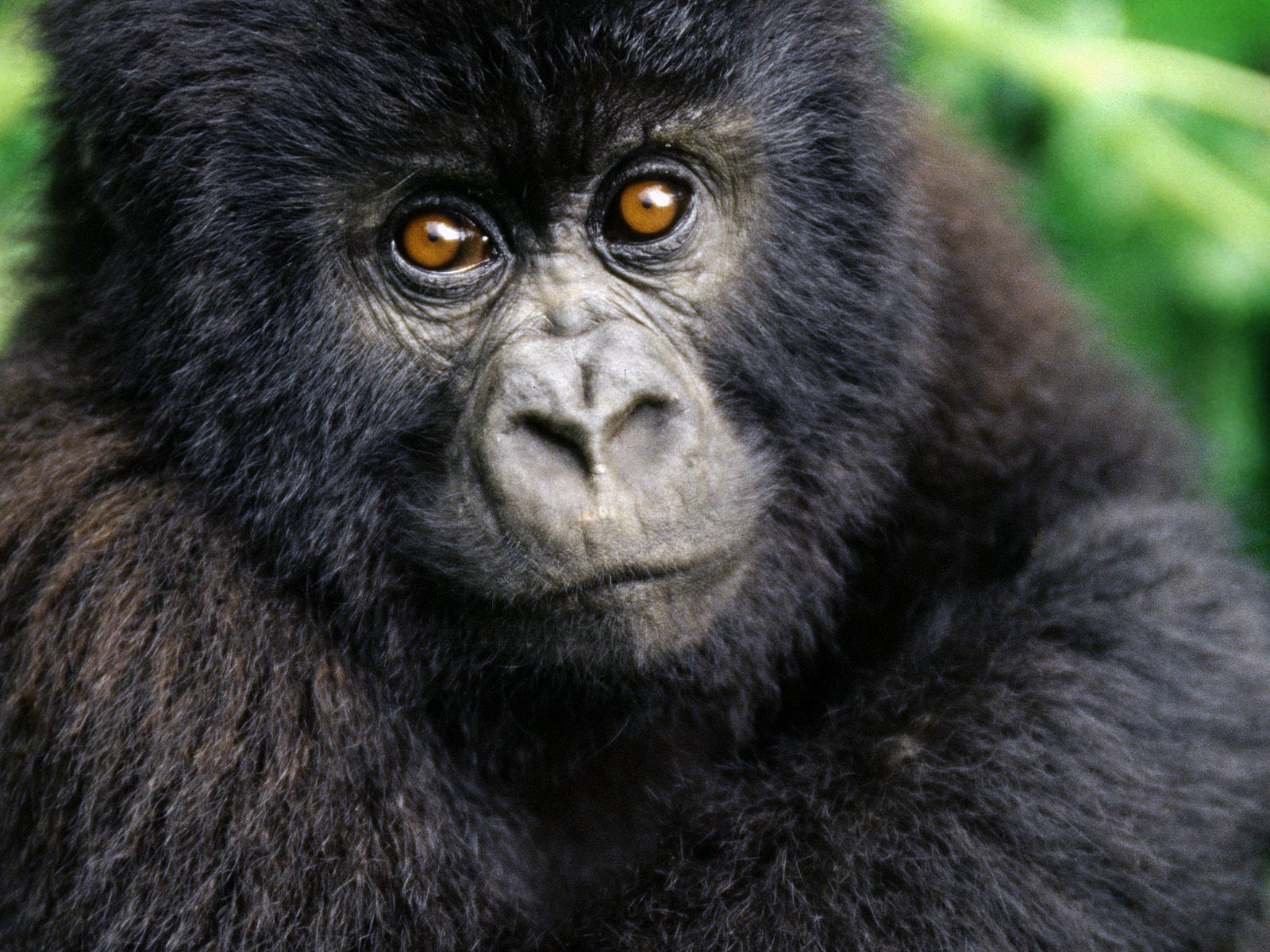 Descarga gratis la imagen Monos, Gorila, Animales en el escritorio de tu PC
