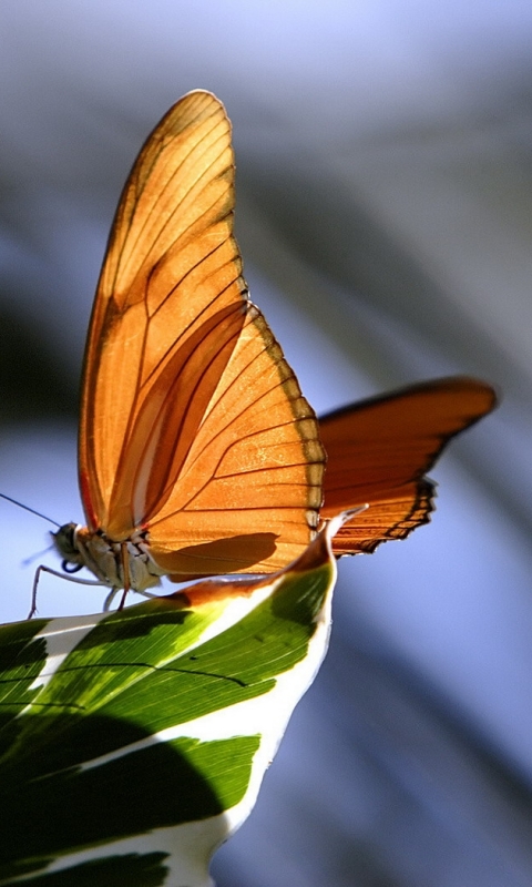 Download mobile wallpaper Butterfly, Animal for free.