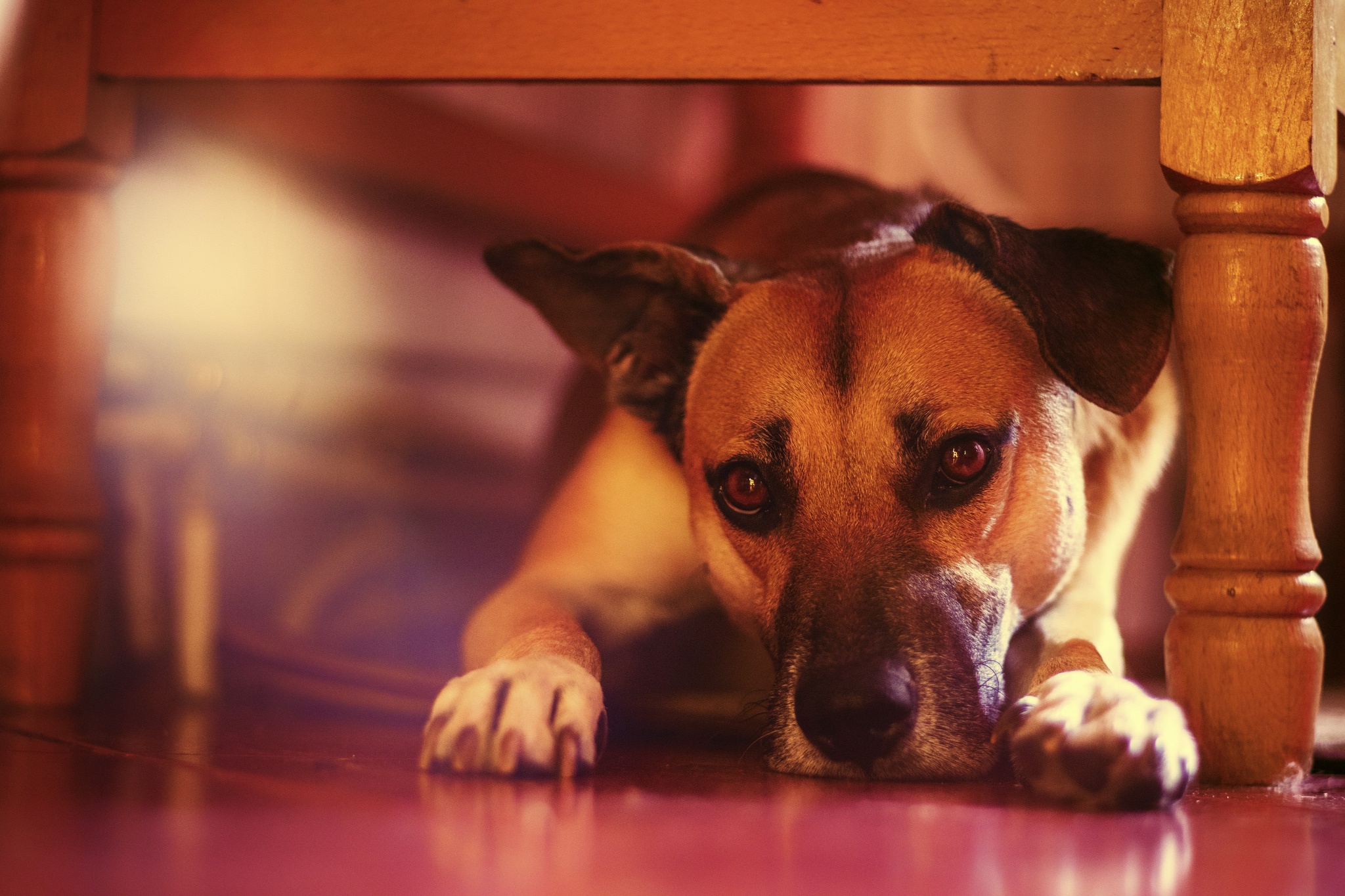 Descarga gratis la imagen Animales, Perros, Perro, Descansando en el escritorio de tu PC