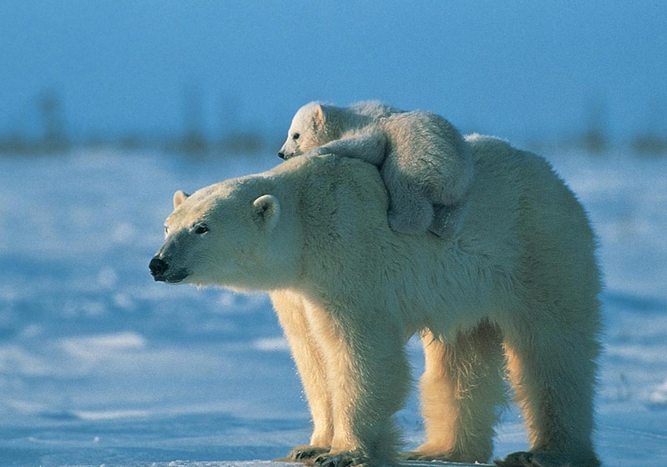 286530 завантажити шпалери тварина, полярний ведмідь, дитинча, ведмеді - заставки і картинки безкоштовно