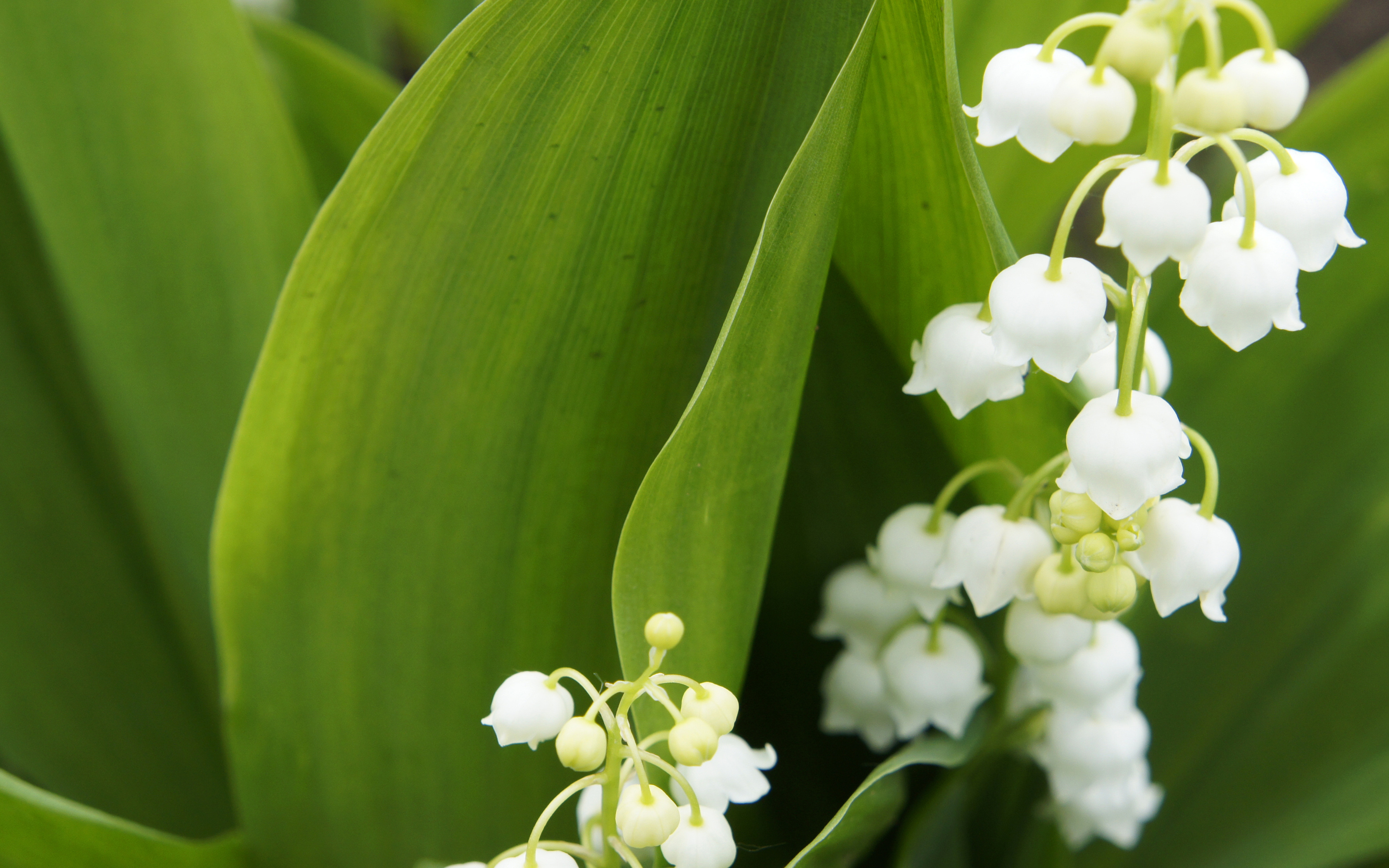 Descarga gratuita de fondo de pantalla para móvil de Flores, Flor, Tierra/naturaleza.