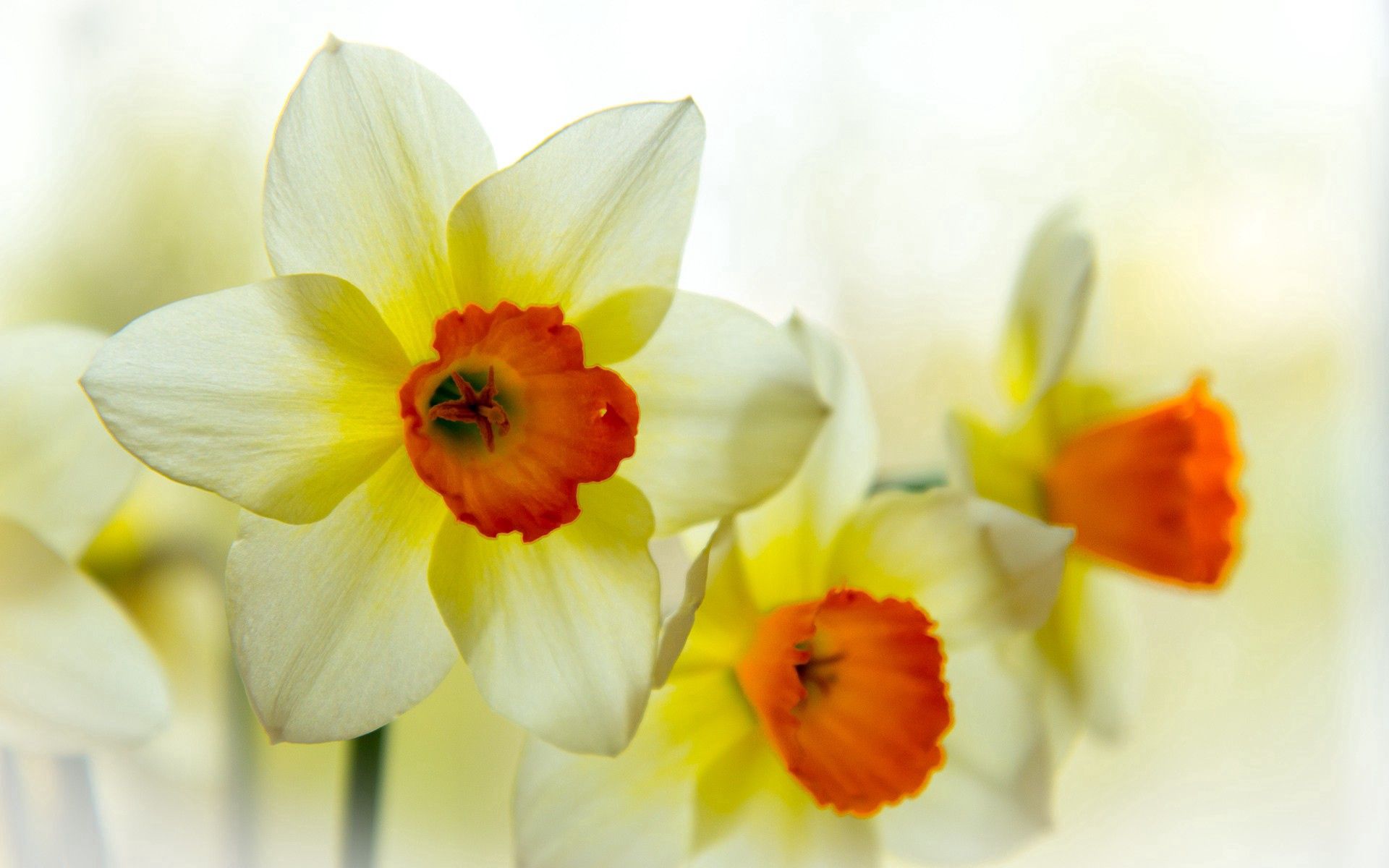 Download mobile wallpaper Narcissus, Petals, Flower, Flowers for free.