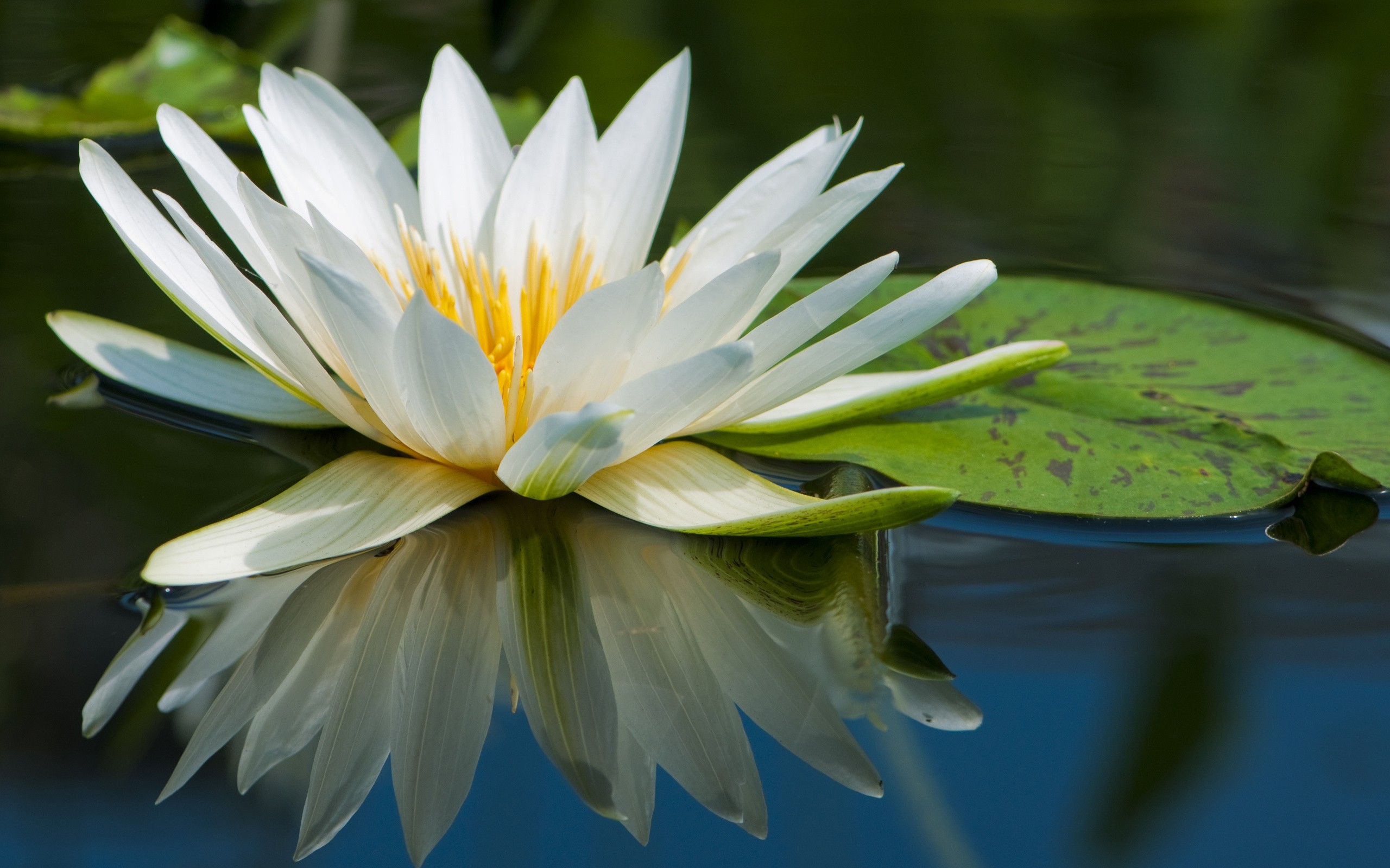 Free download wallpaper Earth, Water Lily on your PC desktop