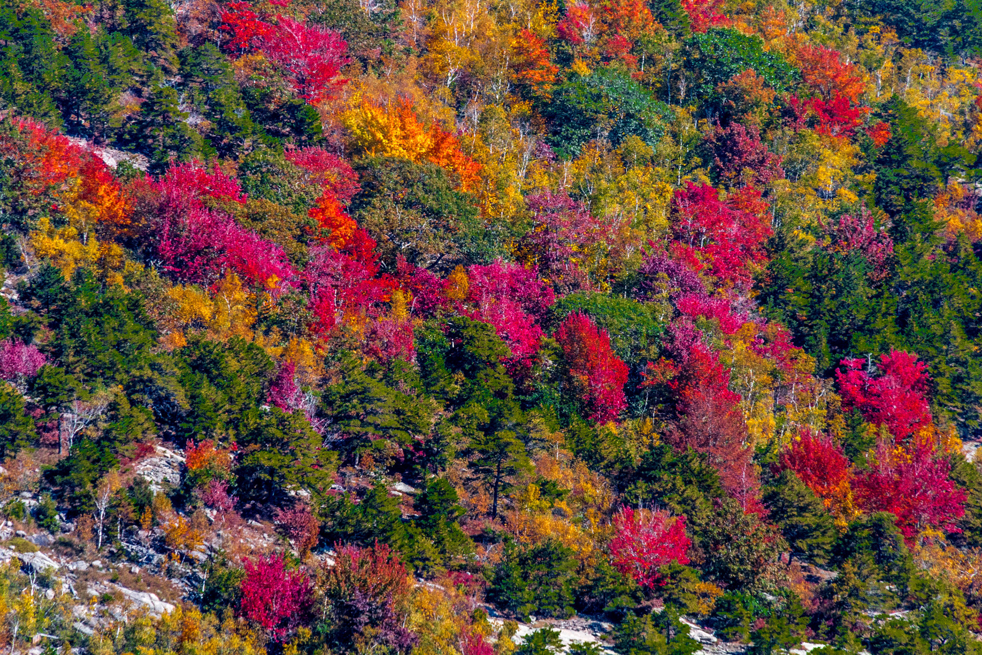 Descarga gratuita de fondo de pantalla para móvil de Otoño, Bosque, Árbol, Colores, Vistoso, Tierra/naturaleza.