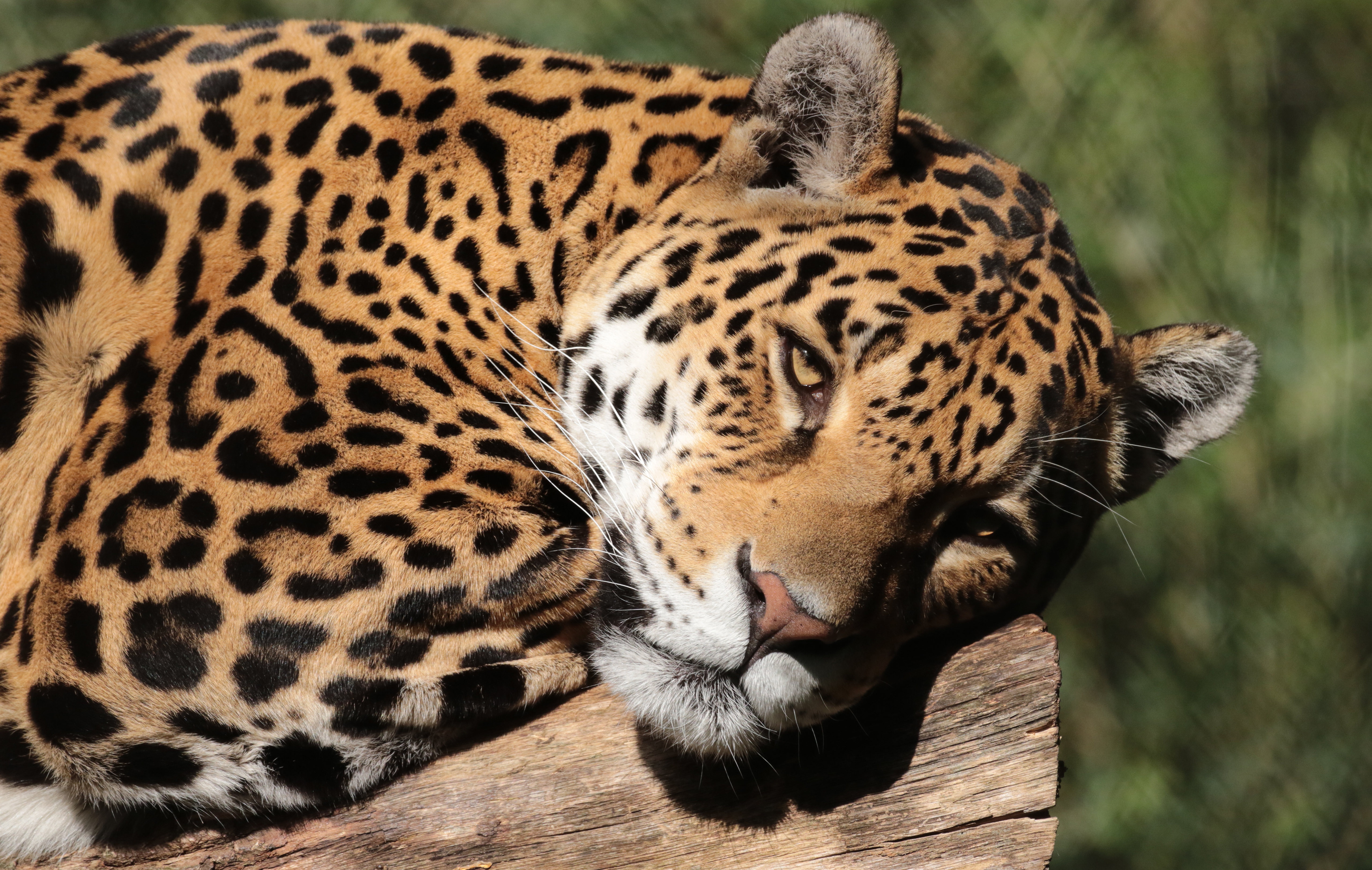 Download mobile wallpaper Cats, Jaguar, Animal for free.