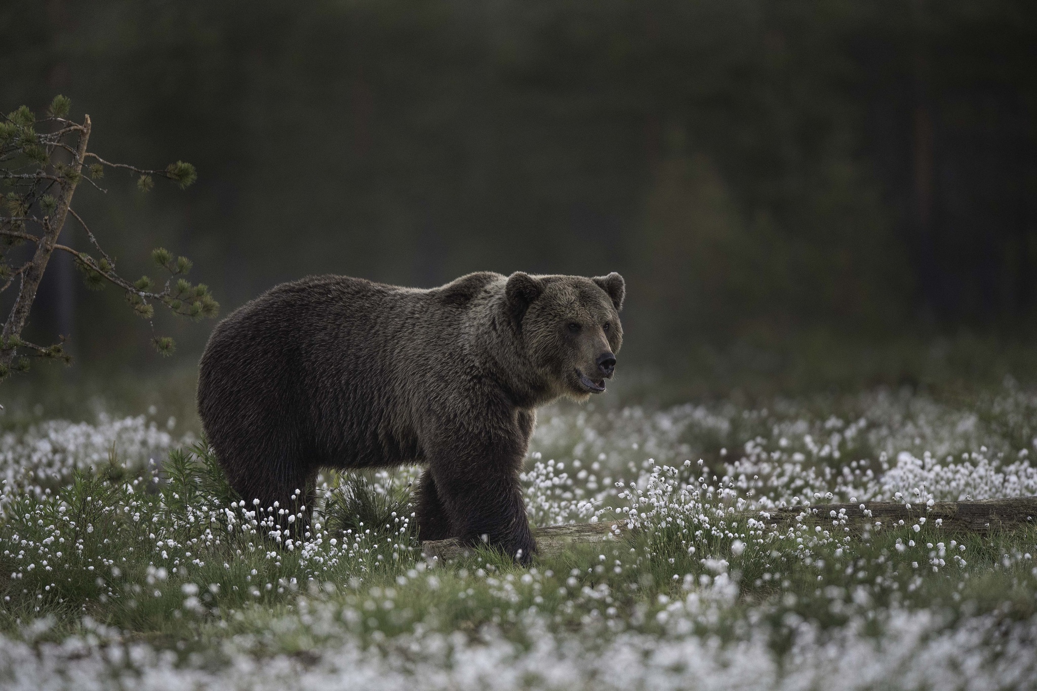 Free download wallpaper Bears, Bear, Animal, White Flower on your PC desktop
