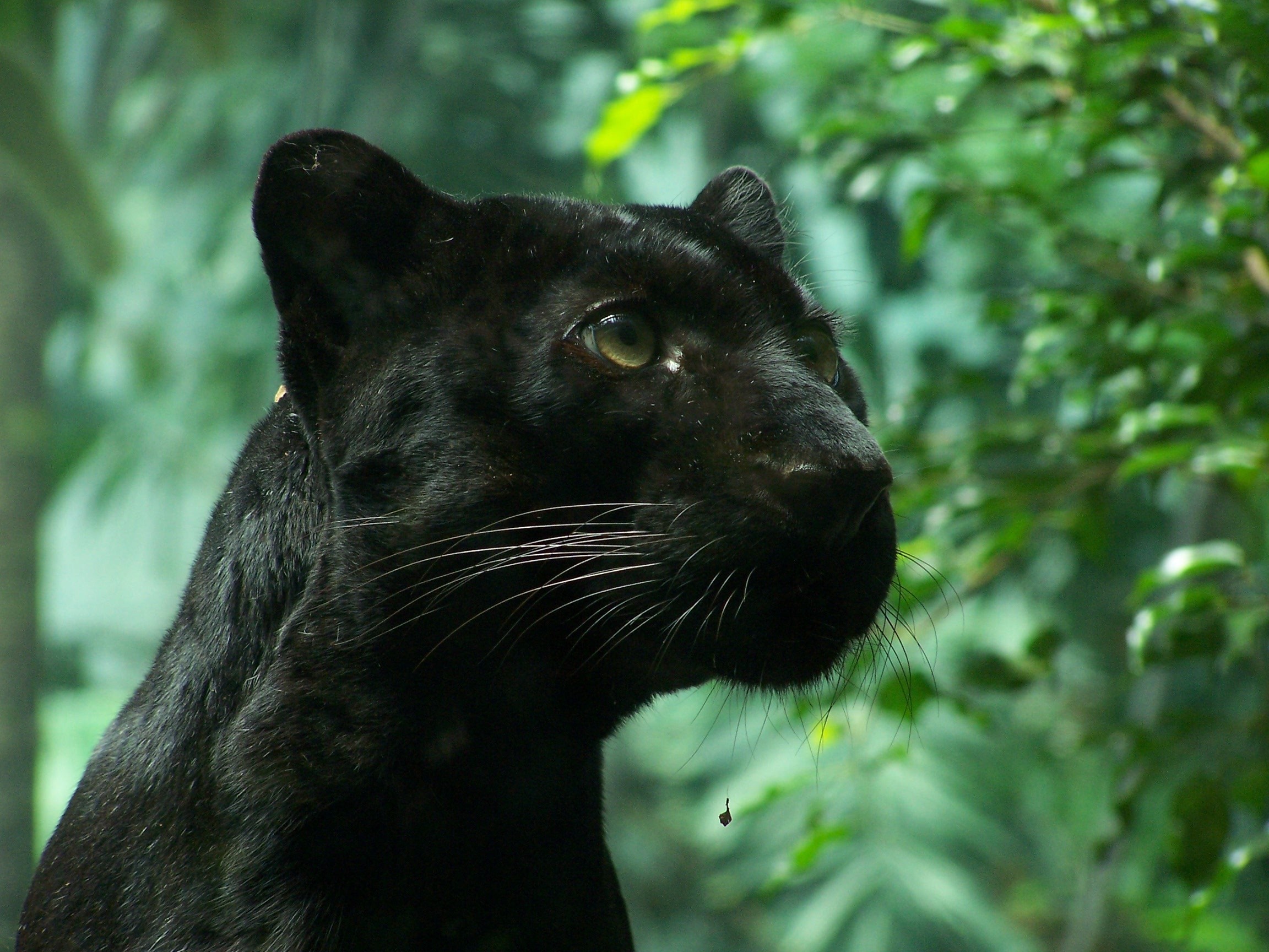 Скачати мобільні шпалери Чорна Пантера, Коти, Тварина безкоштовно.