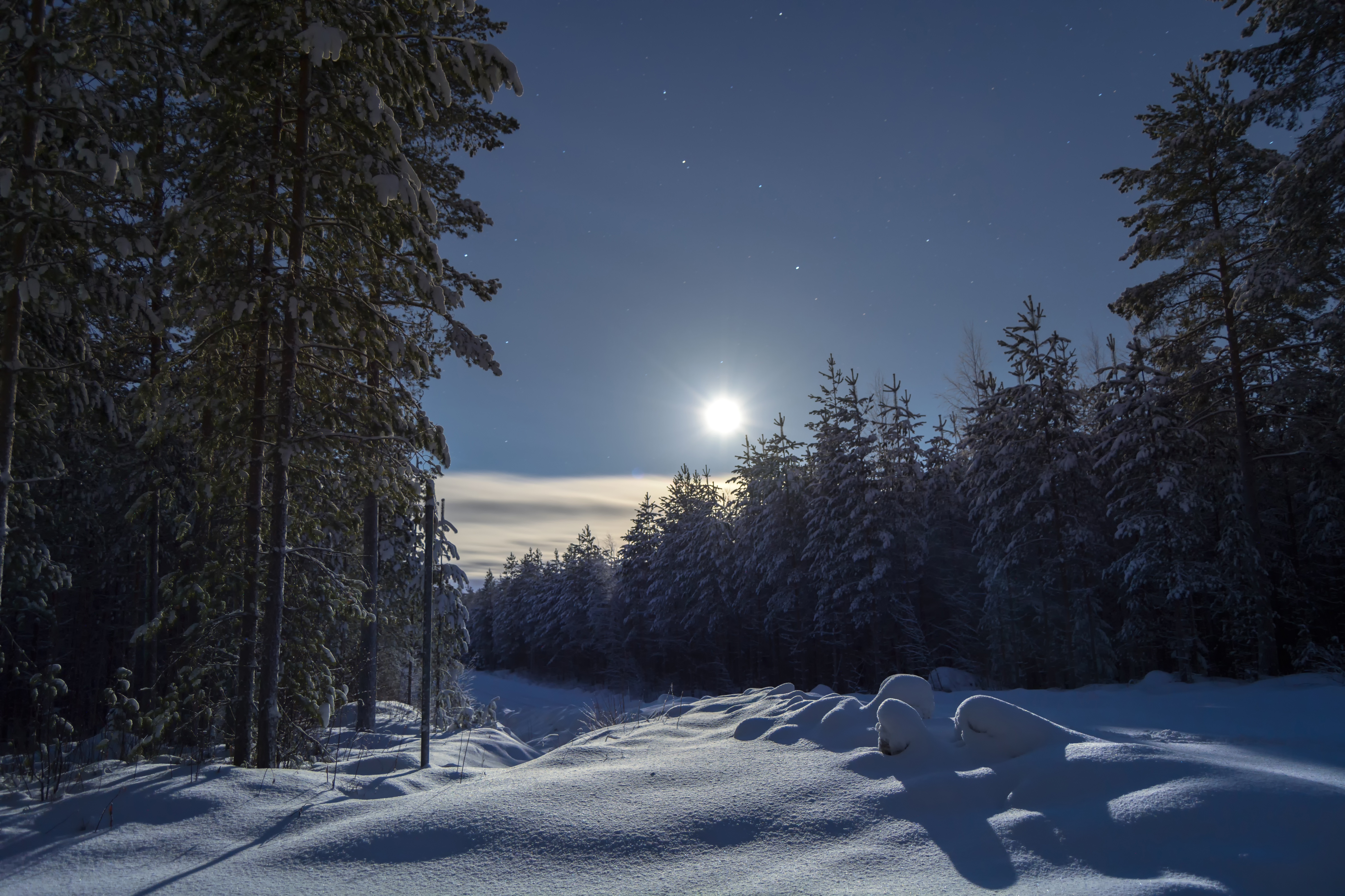 PCデスクトップに冬, 自然, 木, 雪, 森, 地球, 太陽画像を無料でダウンロード
