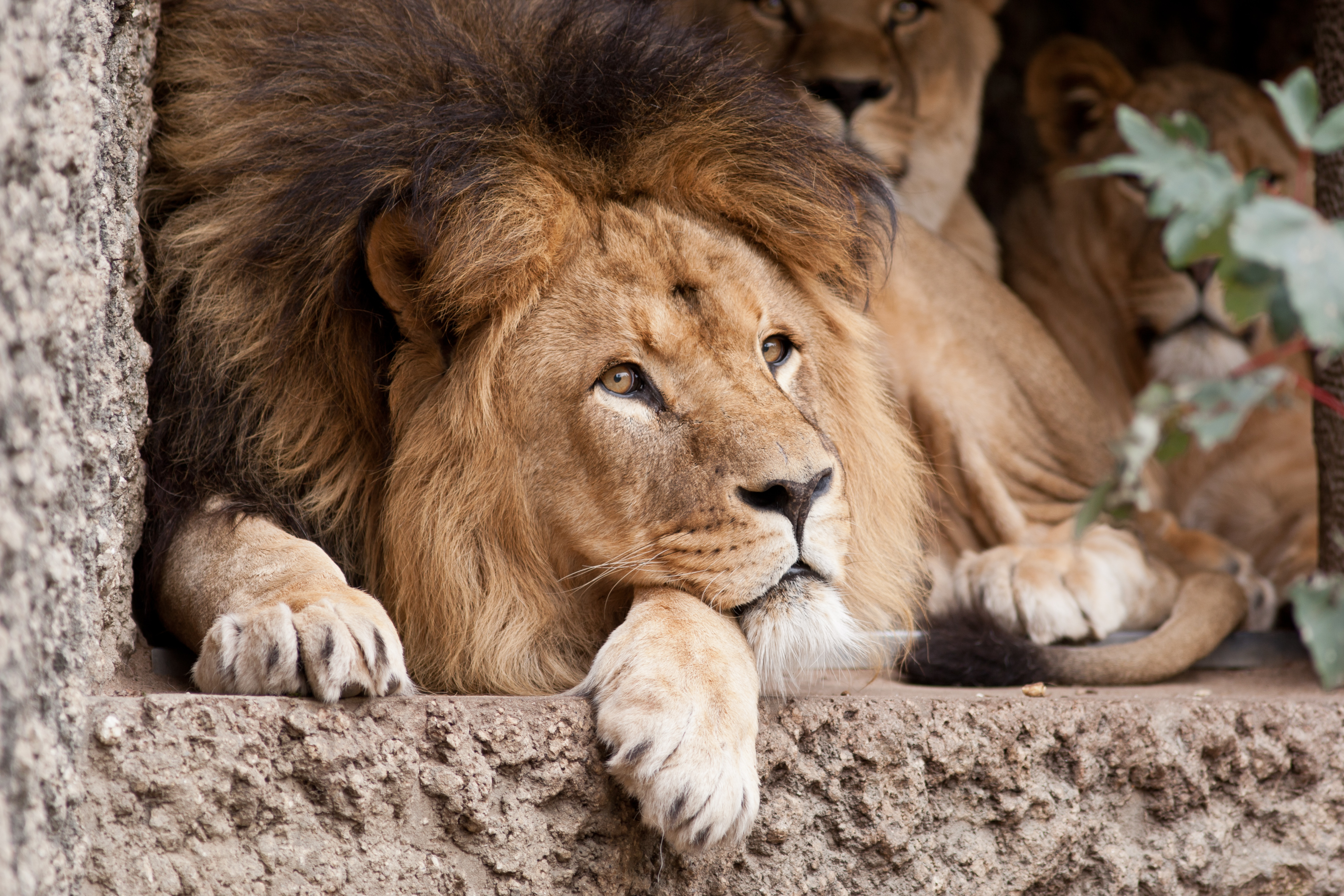 Descarga gratuita de fondo de pantalla para móvil de Animales, Gatos, León.