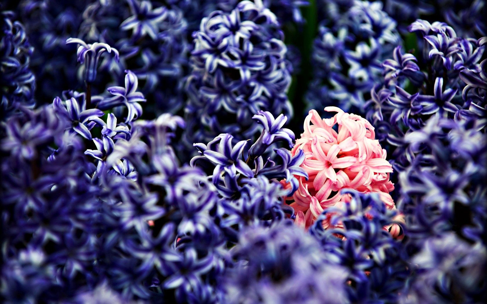 Download mobile wallpaper Macro, Lot, Flowers, Lilac for free.