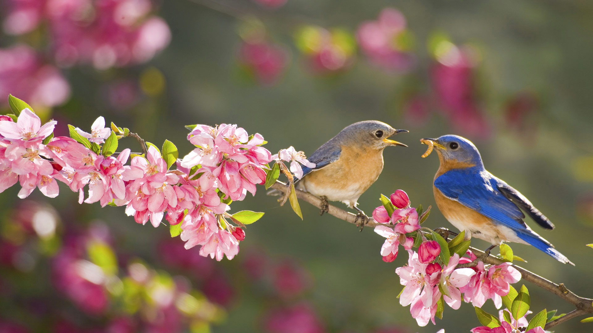 410835画像をダウンロード春, 動物, 青い鳥, 鳥, 花, ブランチ, スズメ目, ピンクの花-壁紙とスクリーンセーバーを無料で