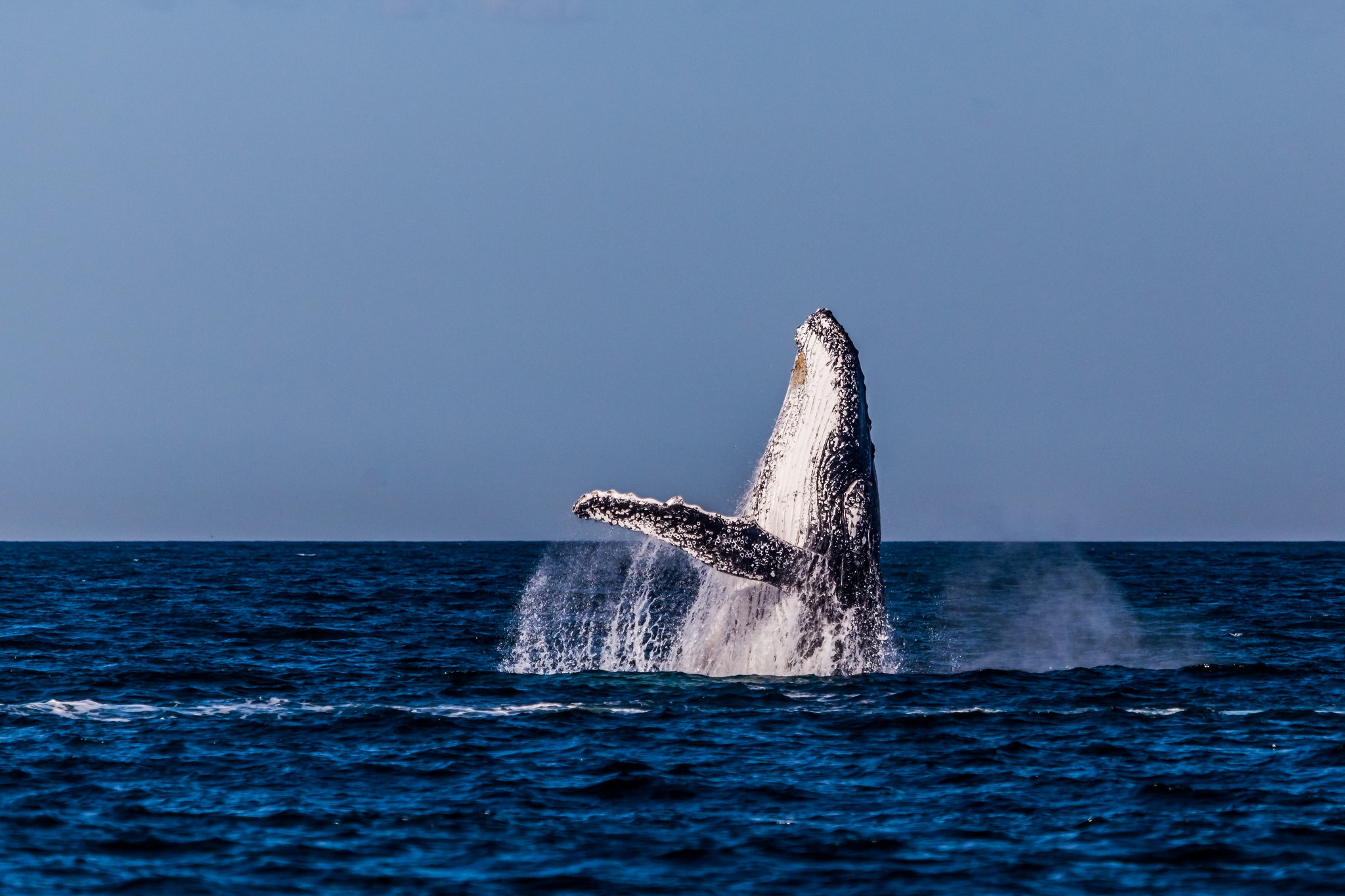 802268壁紙のダウンロード動物, ザトウクジラ, 地平線, 海洋, 鯨-スクリーンセーバーと写真を無料で