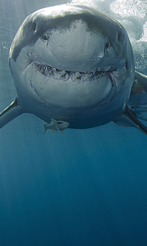 Handy-Wallpaper Tiere, Großer Weißer Hai, Haie kostenlos herunterladen.