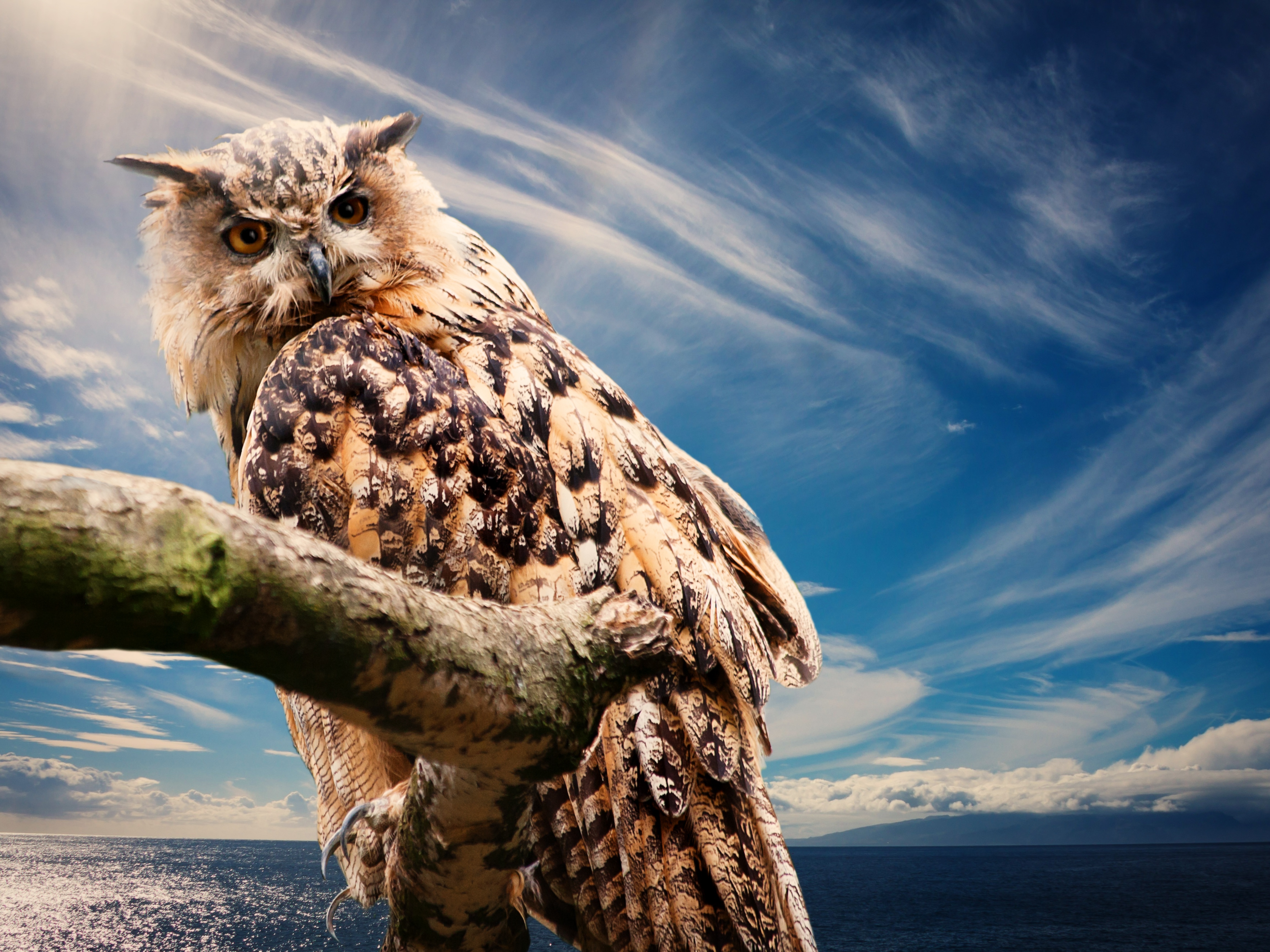 Free download wallpaper Sky, Bird, Predator, Animals, Owl on your PC desktop