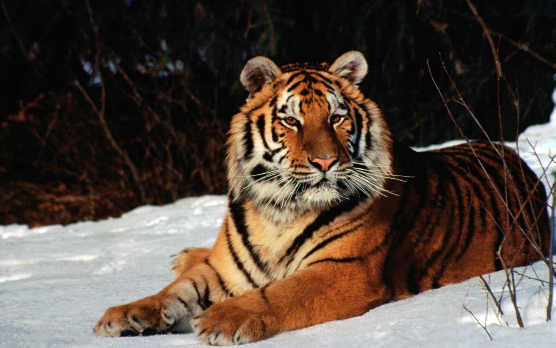 PCデスクトップに動物, 雪, 嘘, 横になります, プレデター, 捕食者, 虎画像を無料でダウンロード