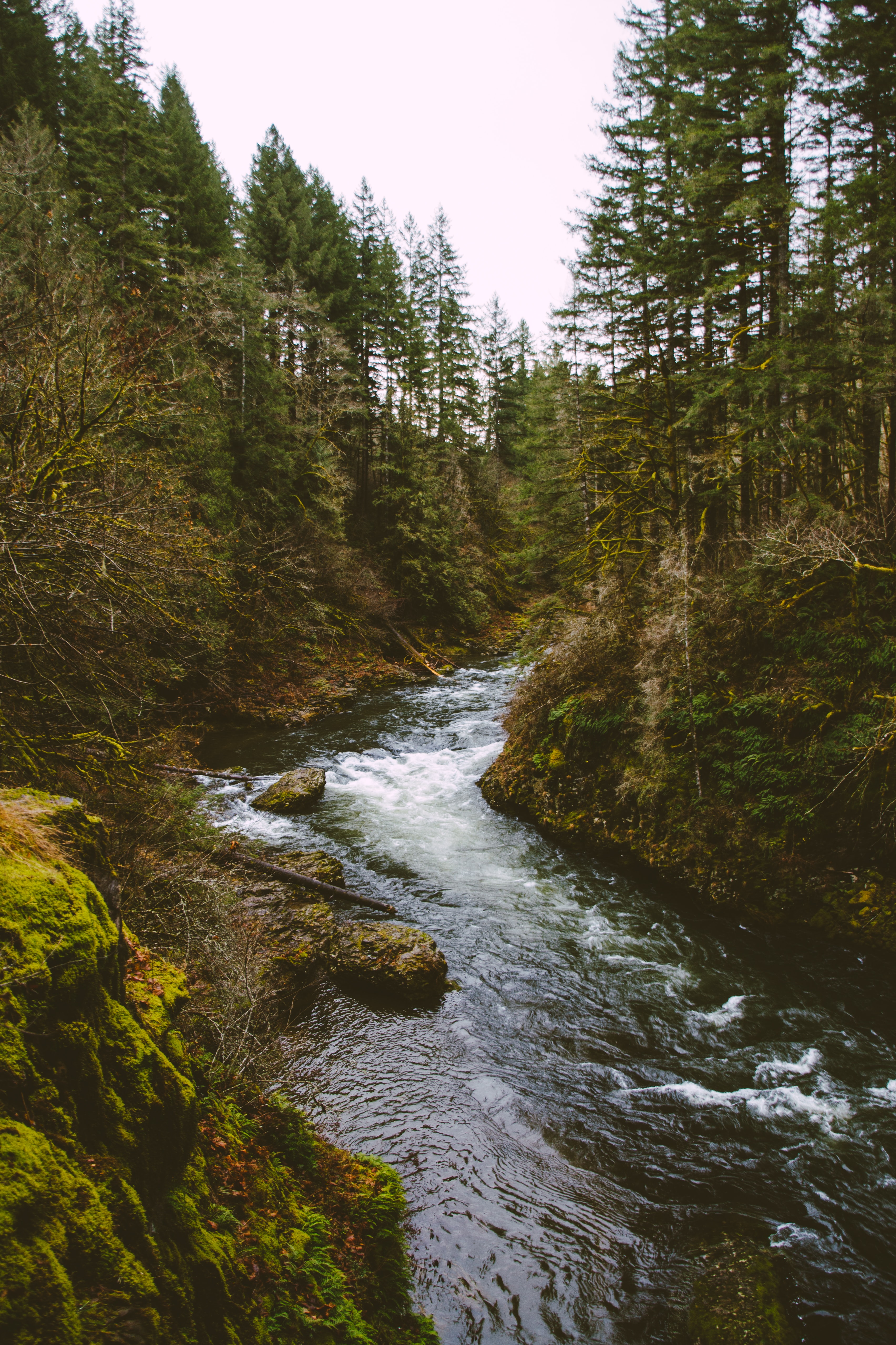trees, stream, nature, rivers, flow, spruce, fir cell phone wallpapers